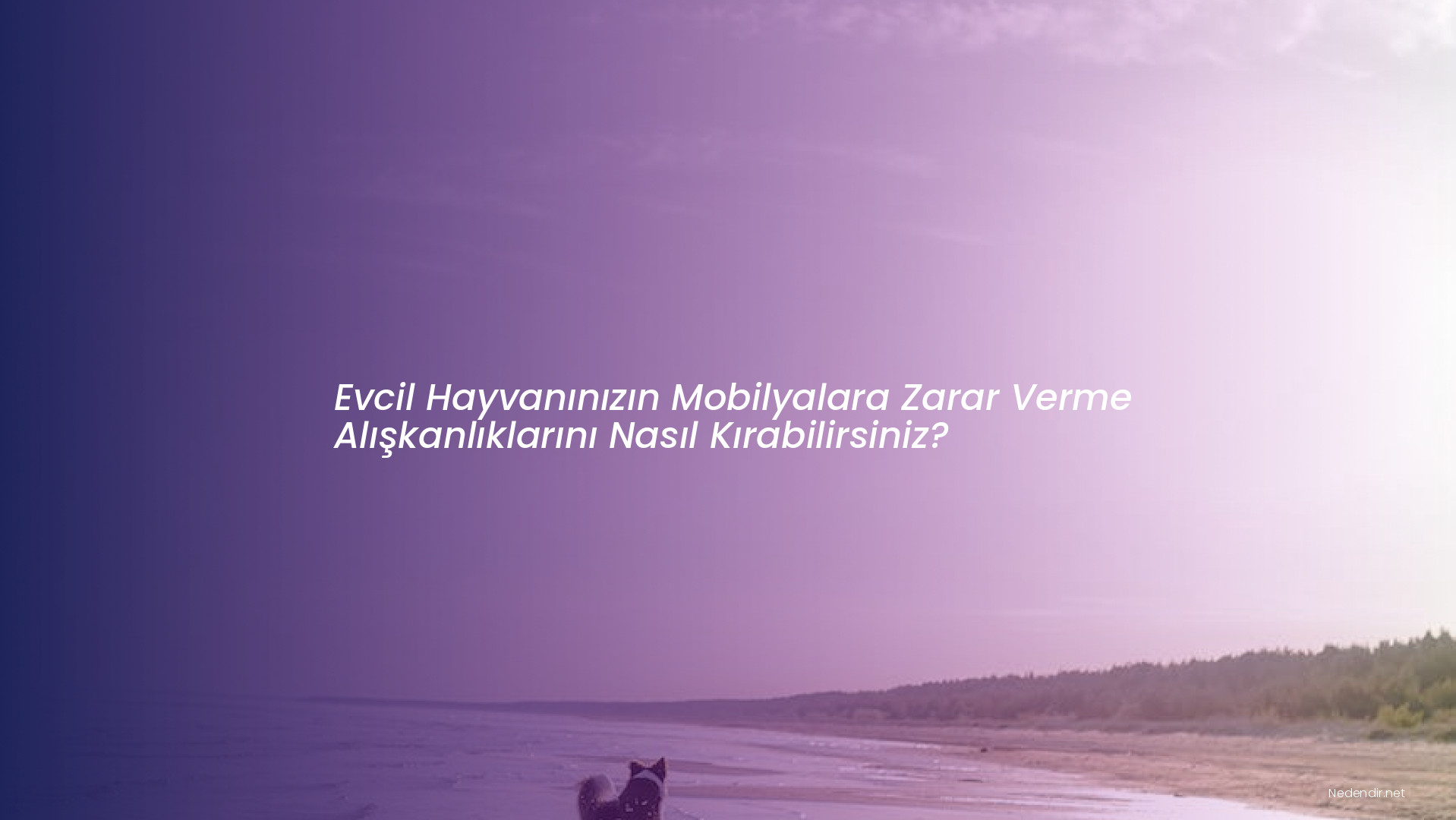 Evcil Hayvanınızın Mobilyalara Zarar Verme Alışkanlıklarını Nasıl Kırabilirsiniz?