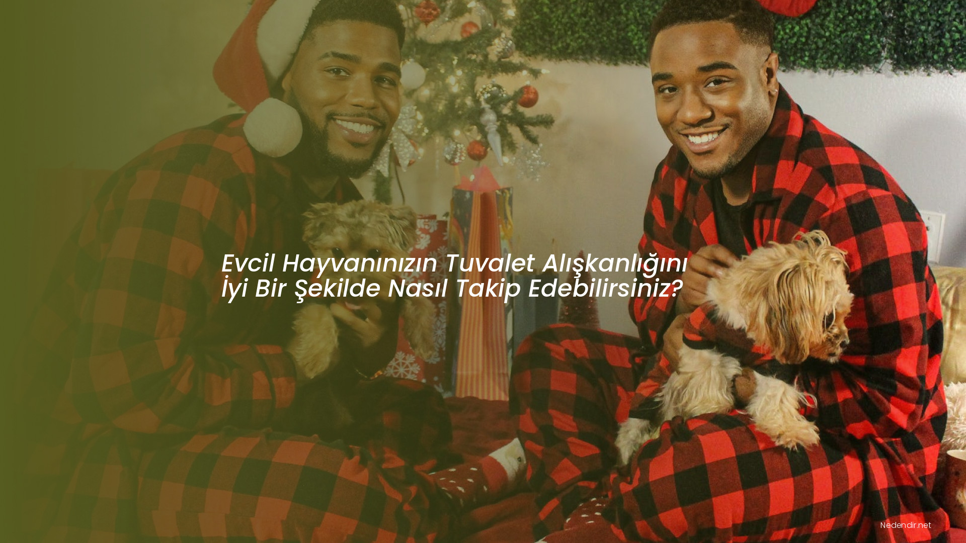 Evcil Hayvanınızın Tuvalet Alışkanlığını İyi Bir Şekilde Nasıl Takip Edebilirsiniz?