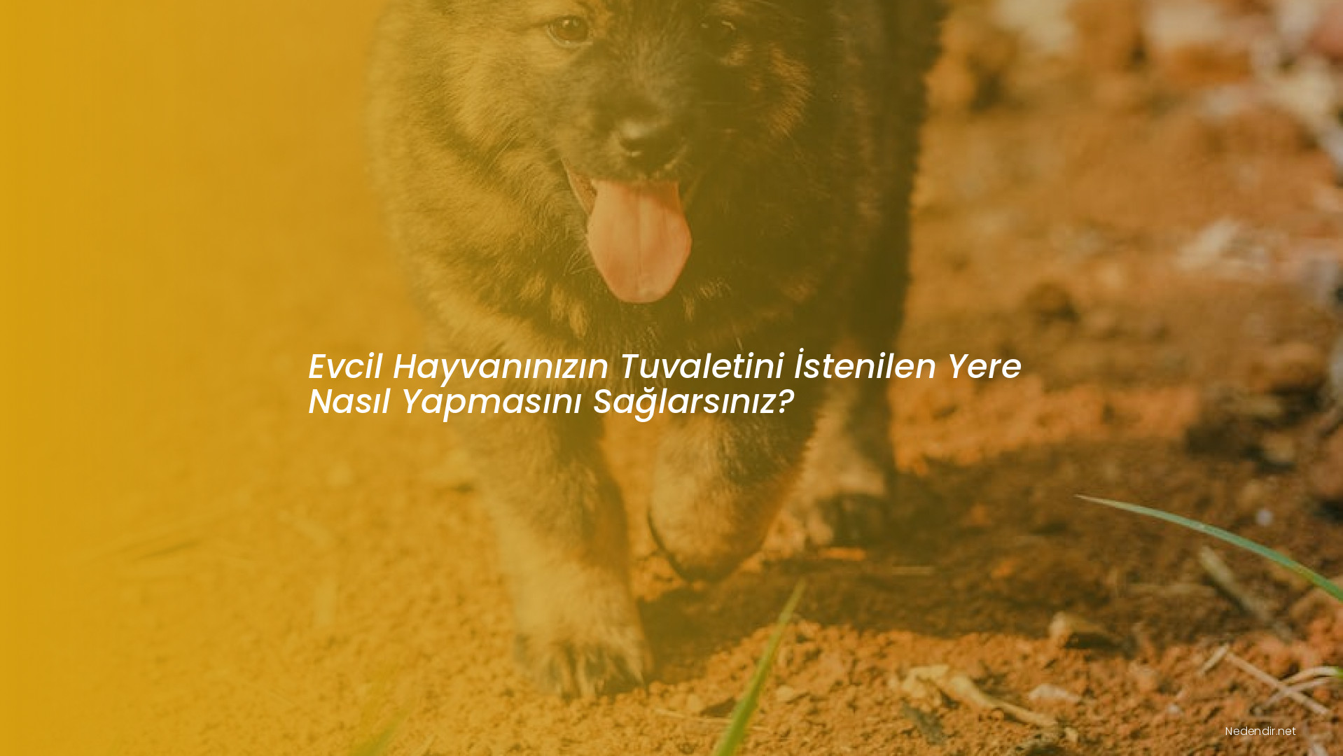 Evcil Hayvanınızın Tuvaletini İstenilen Yere Nasıl Yapmasını Sağlarsınız?