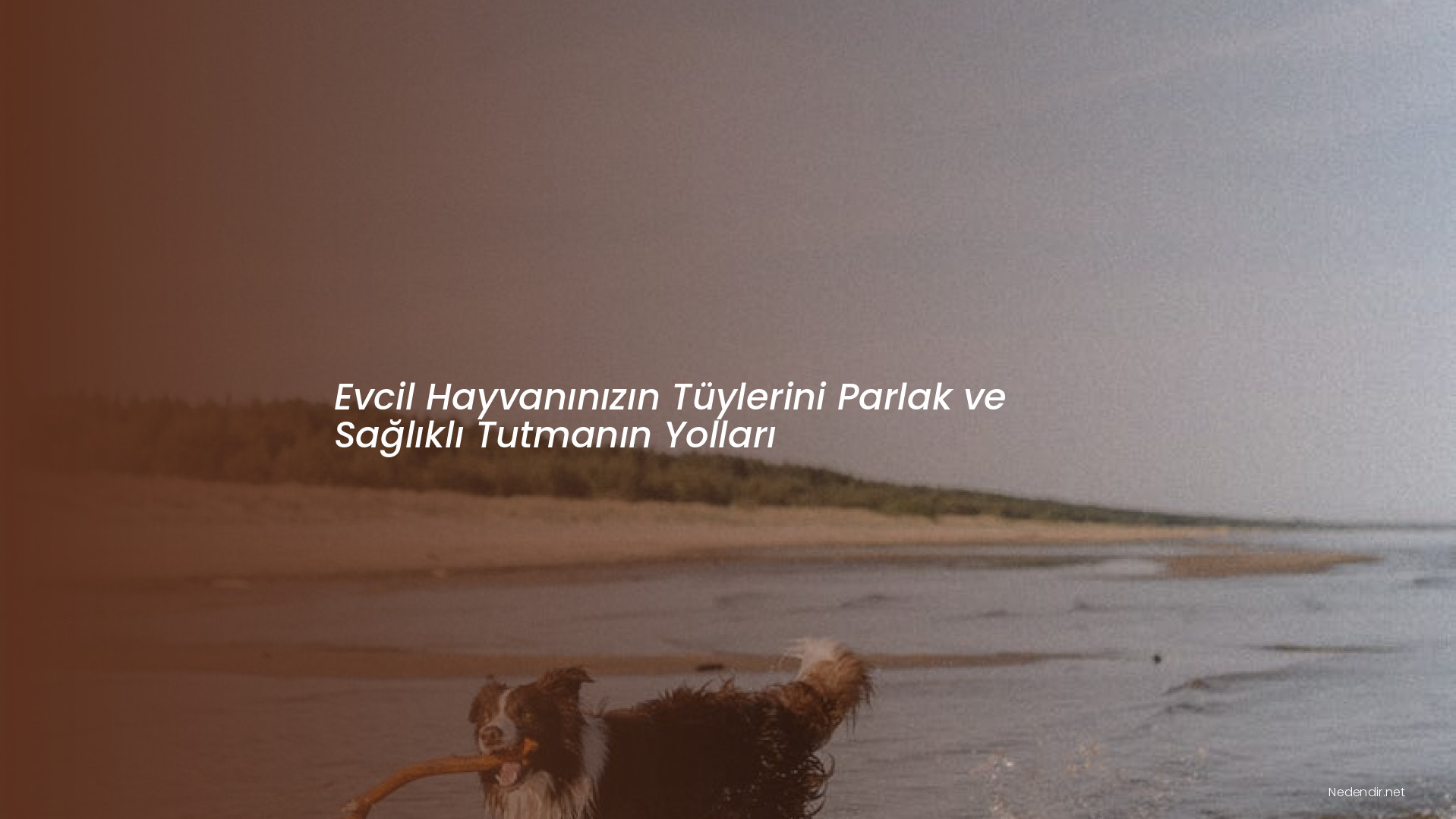 Evcil Hayvanınızın Tüylerini Parlak ve Sağlıklı Tutmanın Yolları