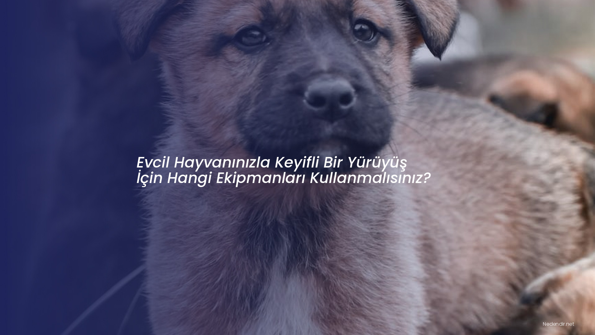 Evcil Hayvanınızla Keyifli Bir Yürüyüş İçin Hangi Ekipmanları Kullanmalısınız?