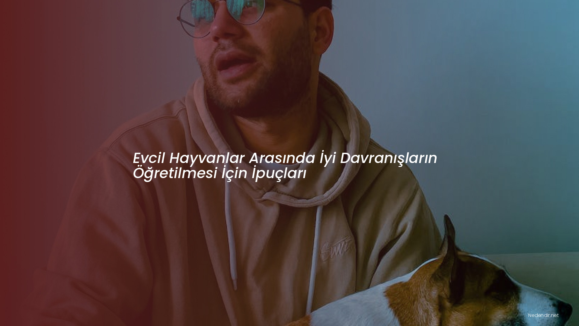 Evcil Hayvanlar Arasında İyi Davranışların Öğretilmesi İçin İpuçları