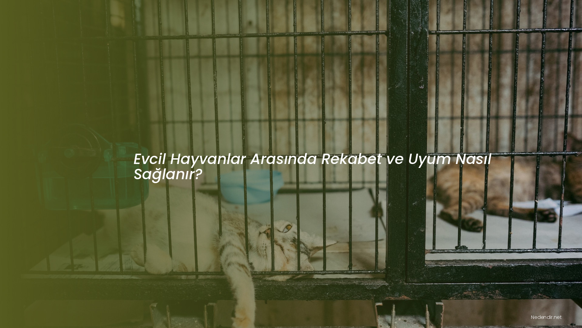 Evcil Hayvanlar Arasında Rekabet ve Uyum Nasıl Sağlanır?