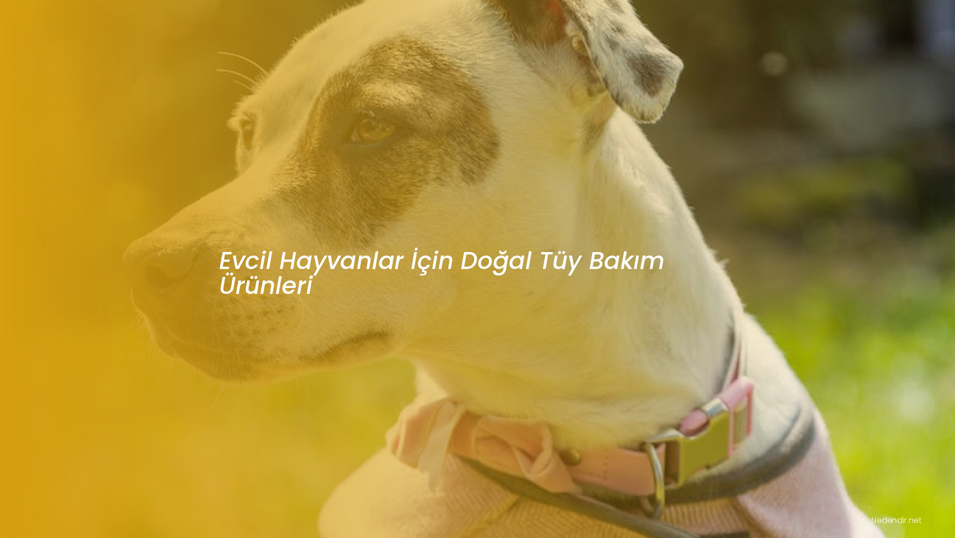 Evcil Hayvanlar İçin Doğal Tüy Bakım Ürünleri