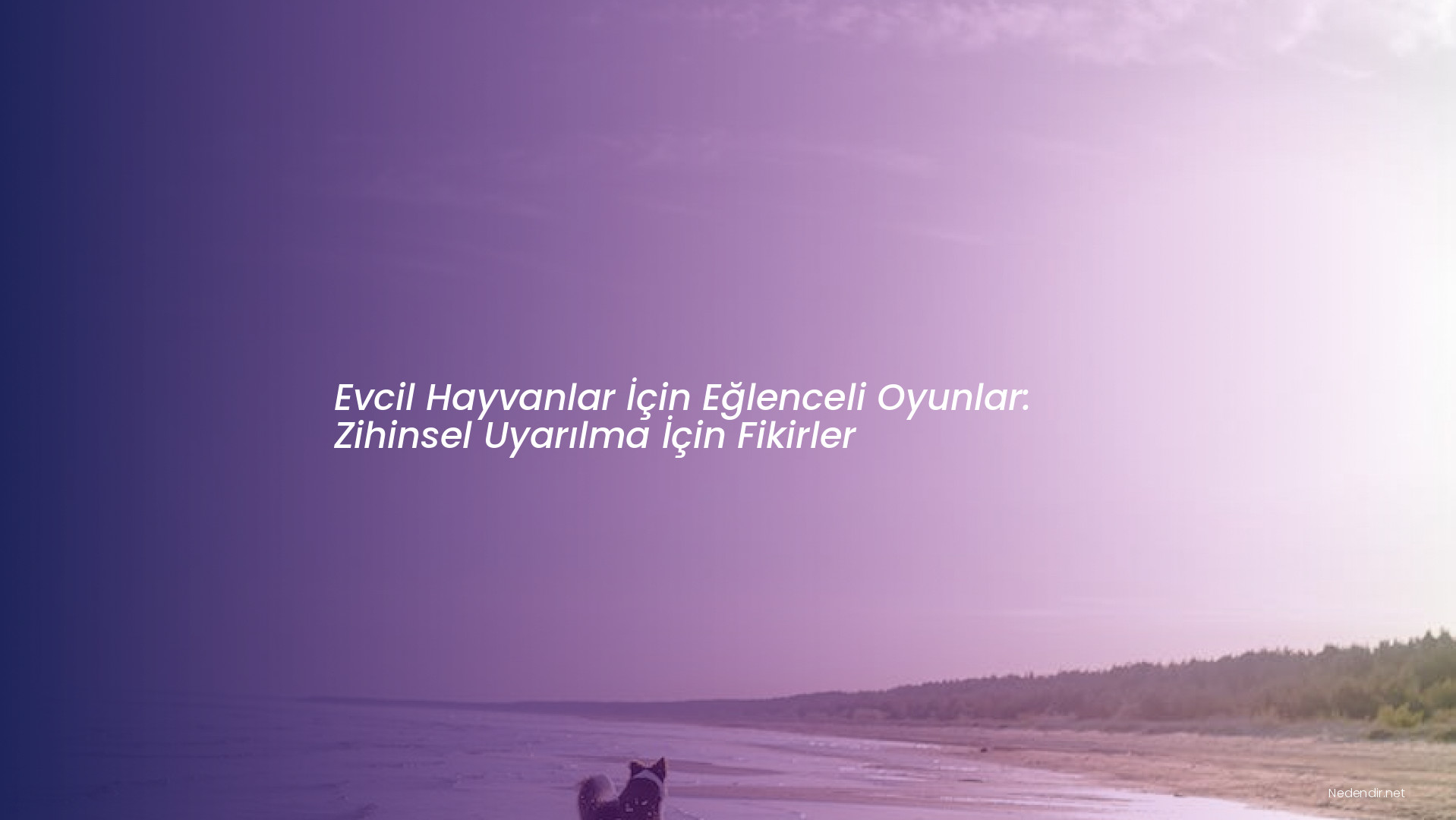 Evcil Hayvanlar İçin Eğlenceli Oyunlar: Zihinsel Uyarılma İçin Fikirler
