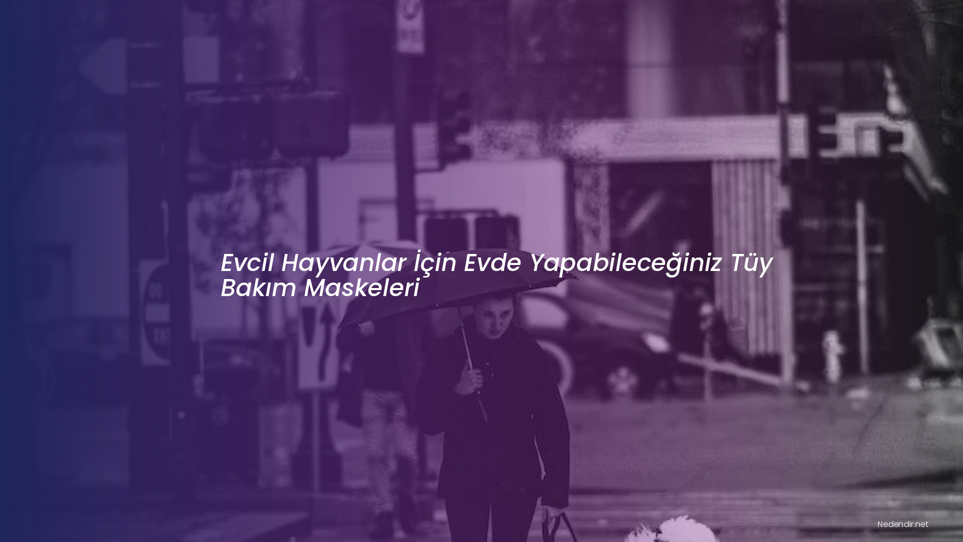 Evcil Hayvanlar İçin Evde Yapabileceğiniz Tüy Bakım Maskeleri
