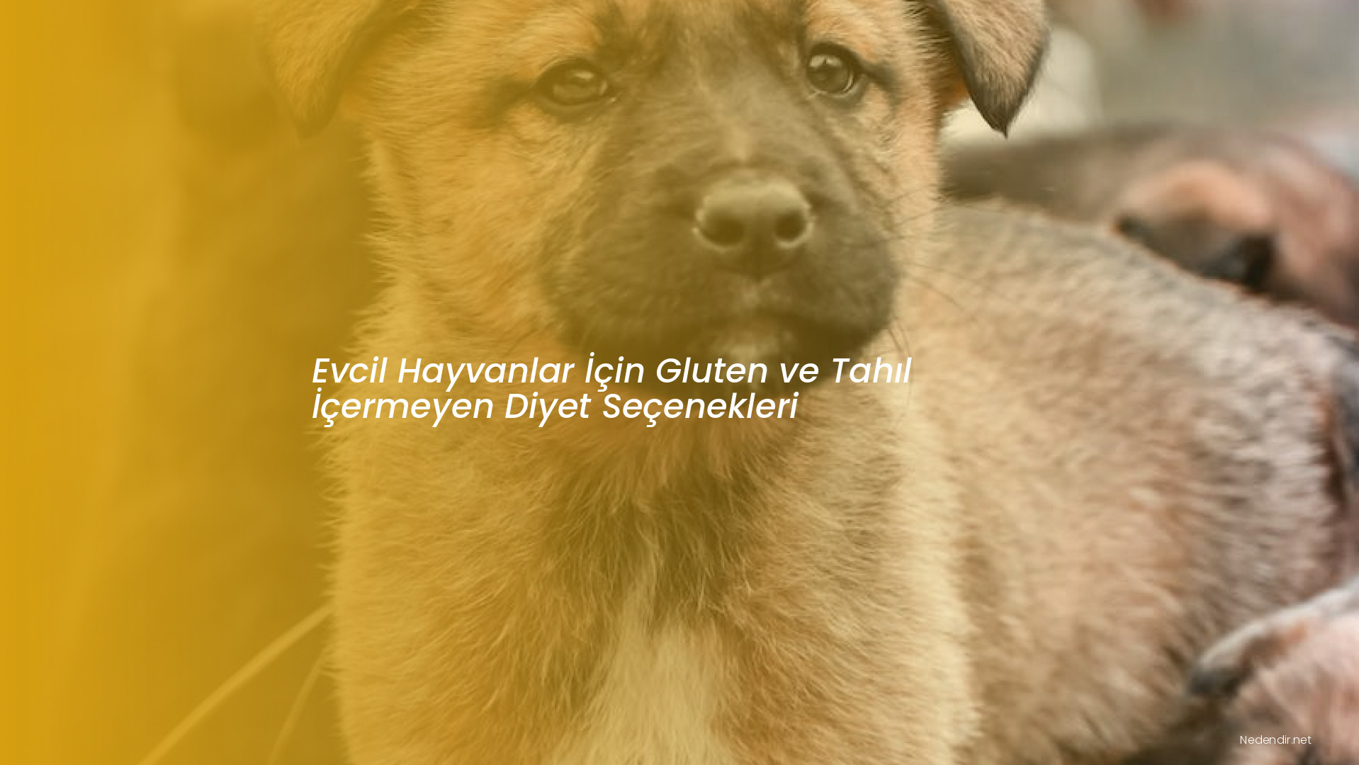 Evcil Hayvanlar İçin Gluten ve Tahıl İçermeyen Diyet Seçenekleri