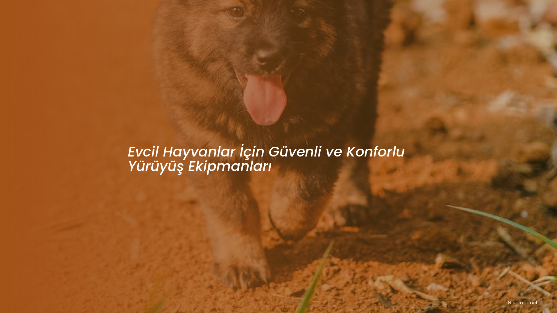 Evcil Hayvanlar İçin Güvenli ve Konforlu Yürüyüş Ekipmanları