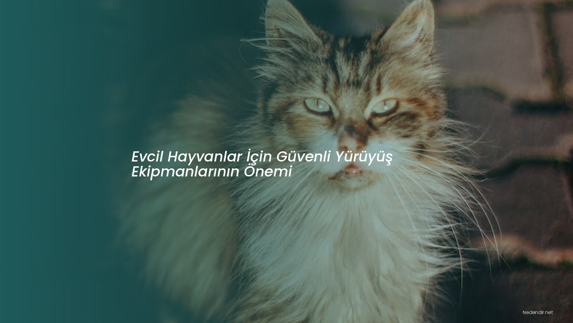 Evcil Hayvanlar İçin Güvenli Yürüyüş Ekipmanlarının Önemi