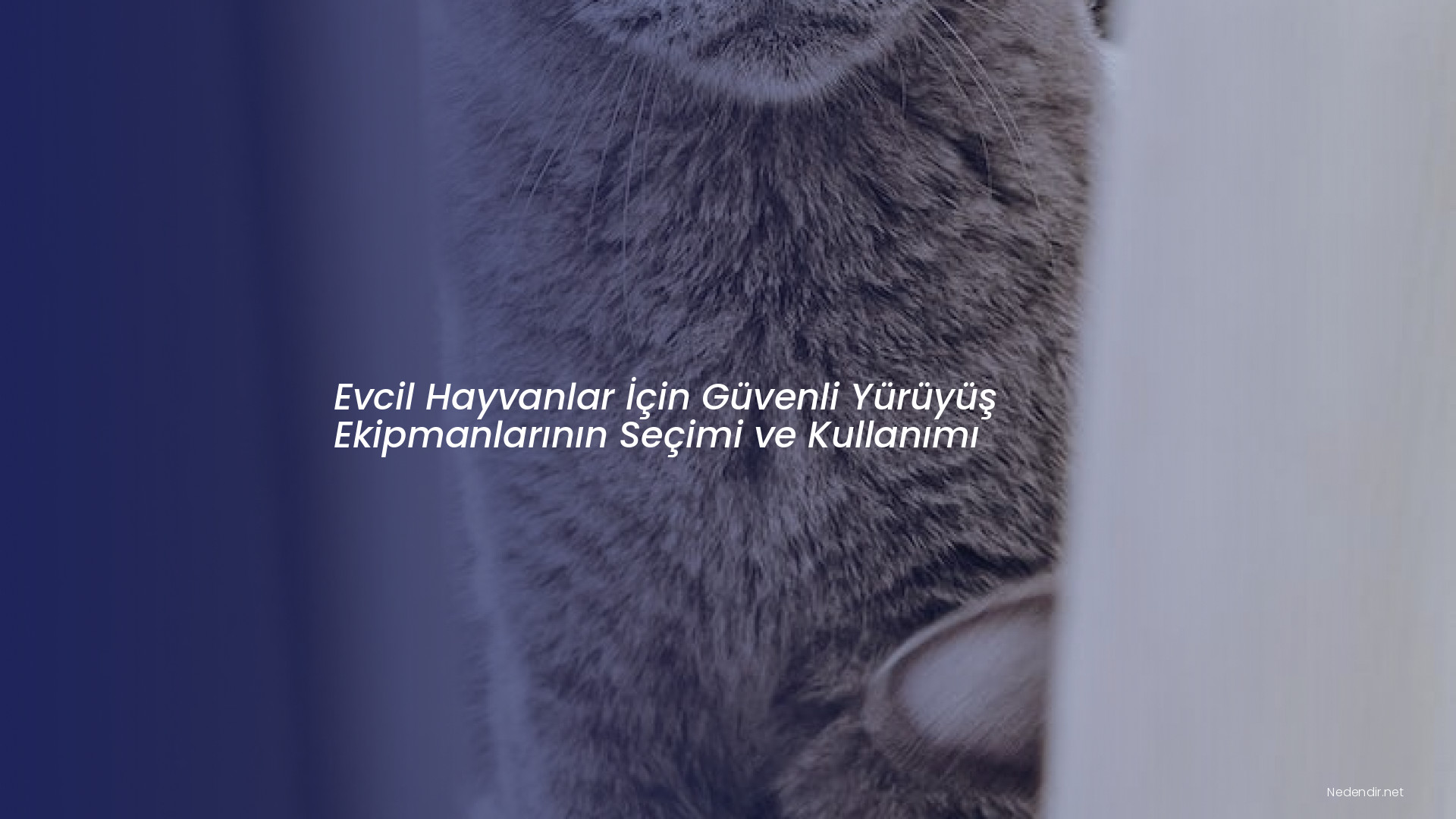Evcil Hayvanlar İçin Güvenli Yürüyüş Ekipmanlarının Seçimi ve Kullanımı