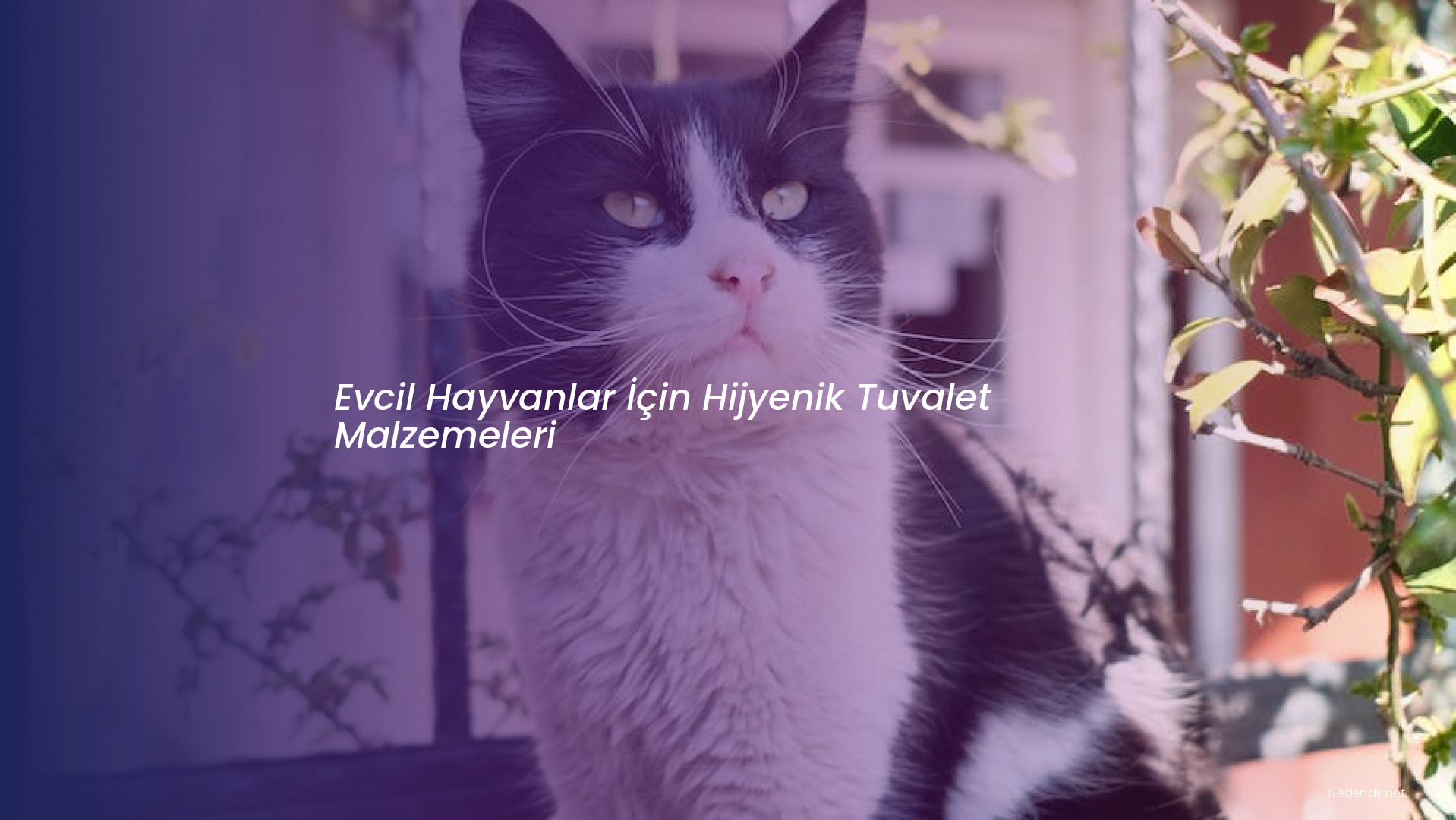 Evcil Hayvanlar İçin Hijyenik Tuvalet Malzemeleri