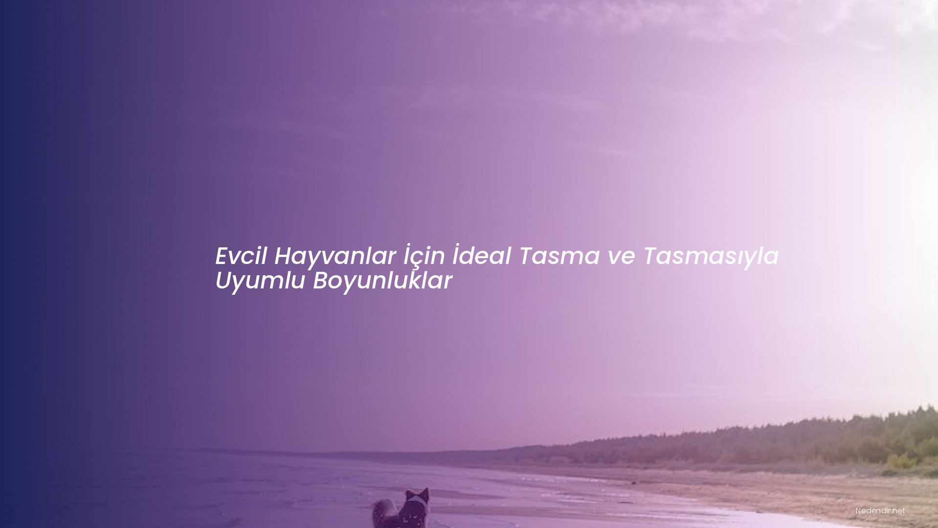 Evcil Hayvanlar İçin İdeal Tasma ve Tasmasıyla Uyumlu Boyunluklar