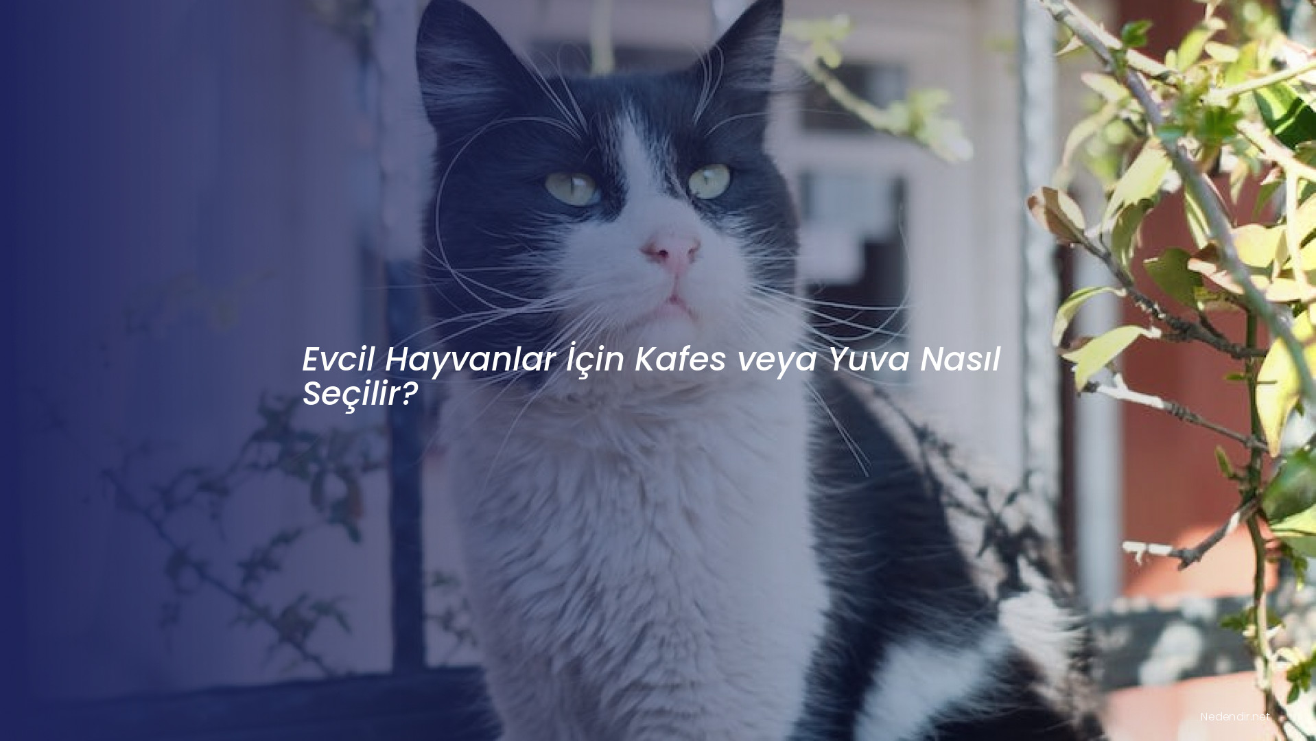 Evcil Hayvanlar İçin Kafes veya Yuva Nasıl Seçilir?