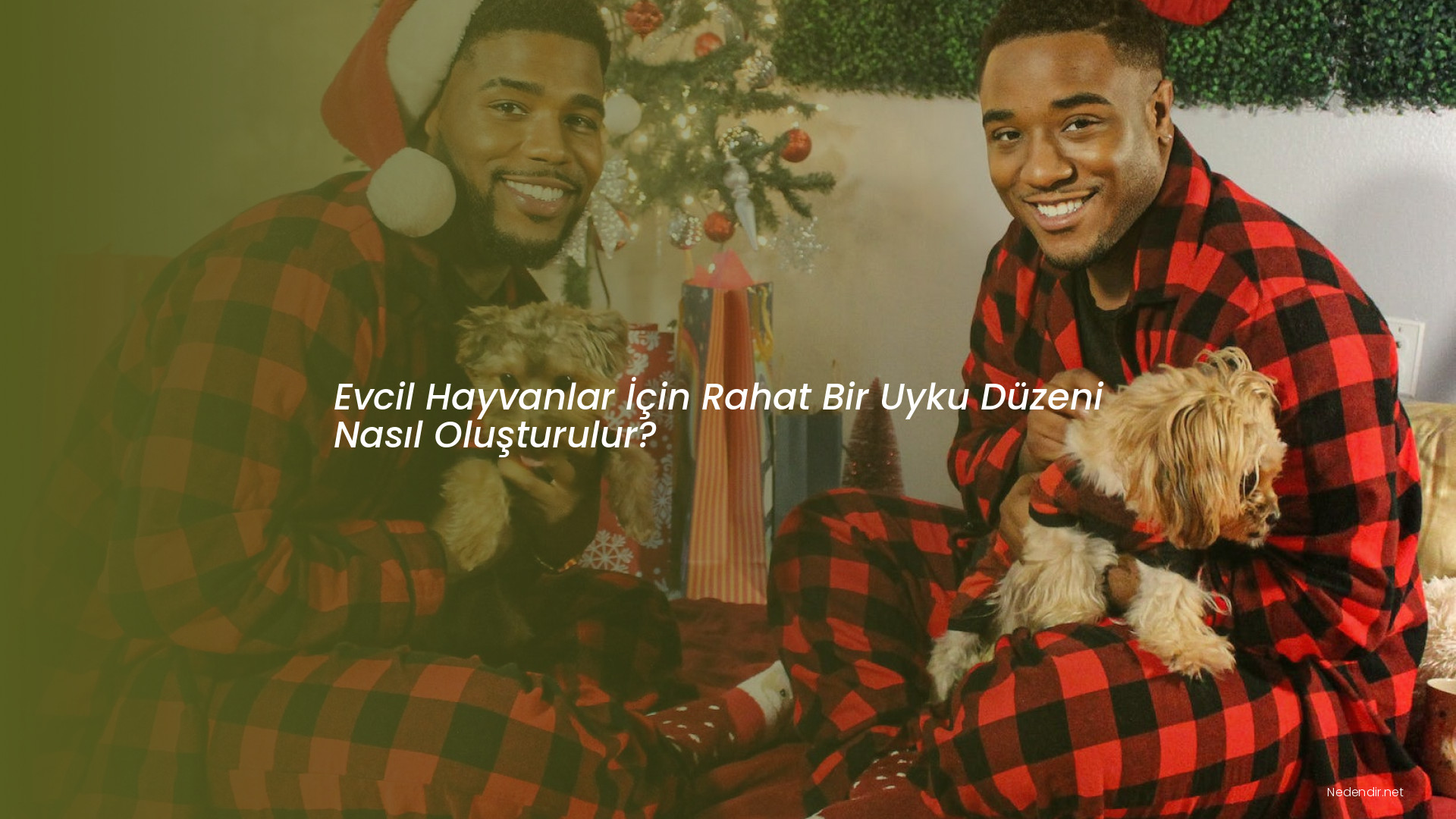 Evcil Hayvanlar İçin Rahat Bir Uyku Düzeni Nasıl Oluşturulur?