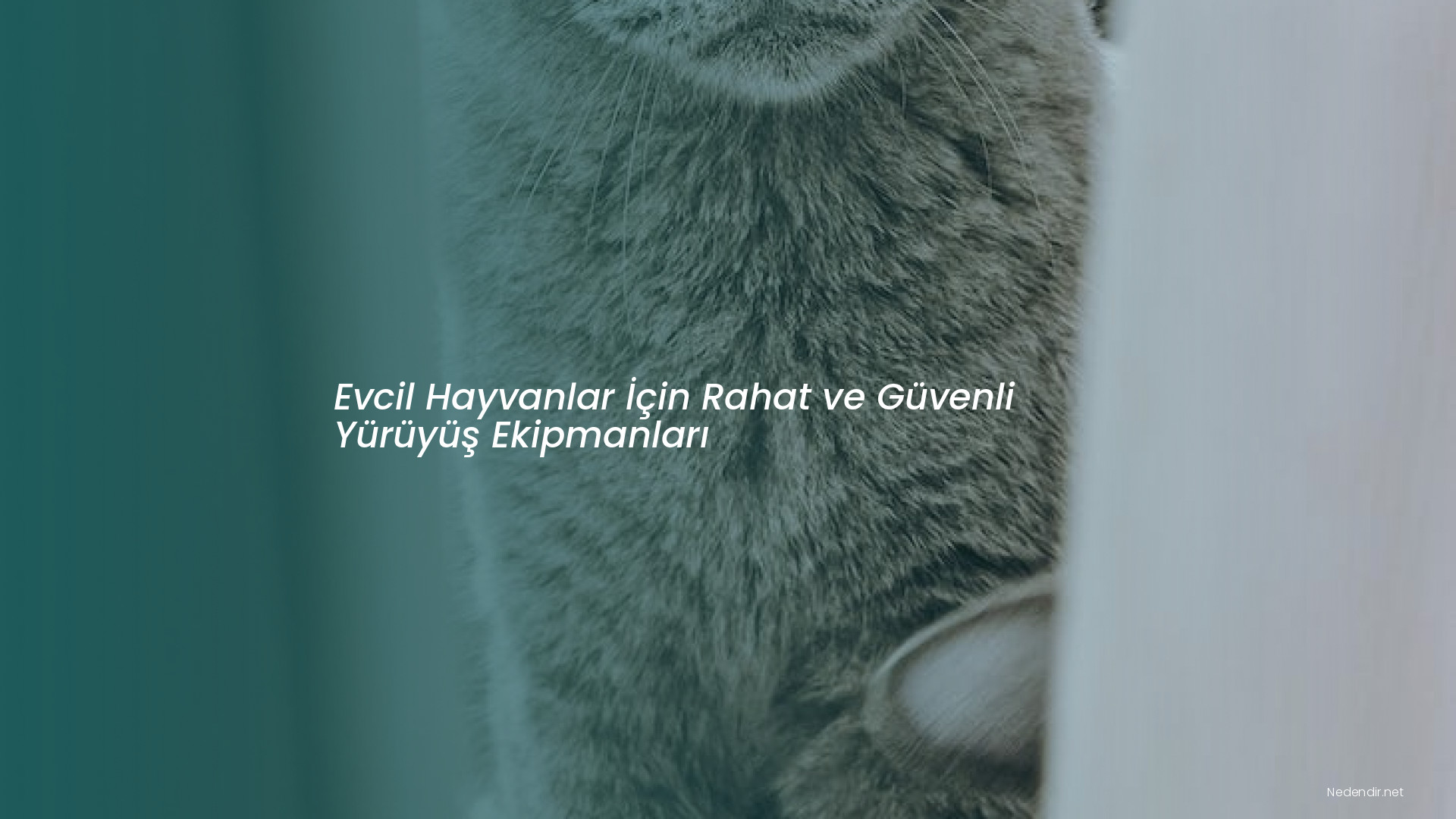 Evcil Hayvanlar İçin Rahat ve Güvenli Yürüyüş Ekipmanları