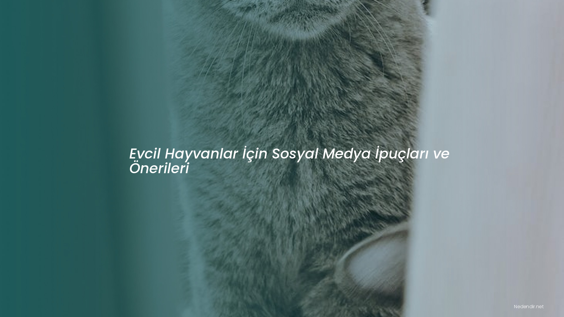 Evcil Hayvanlar İçin Sosyal Medya İpuçları ve Önerileri Evcil Hayvanlar İçin Sosyal Medya İpuçları ve Önerileri