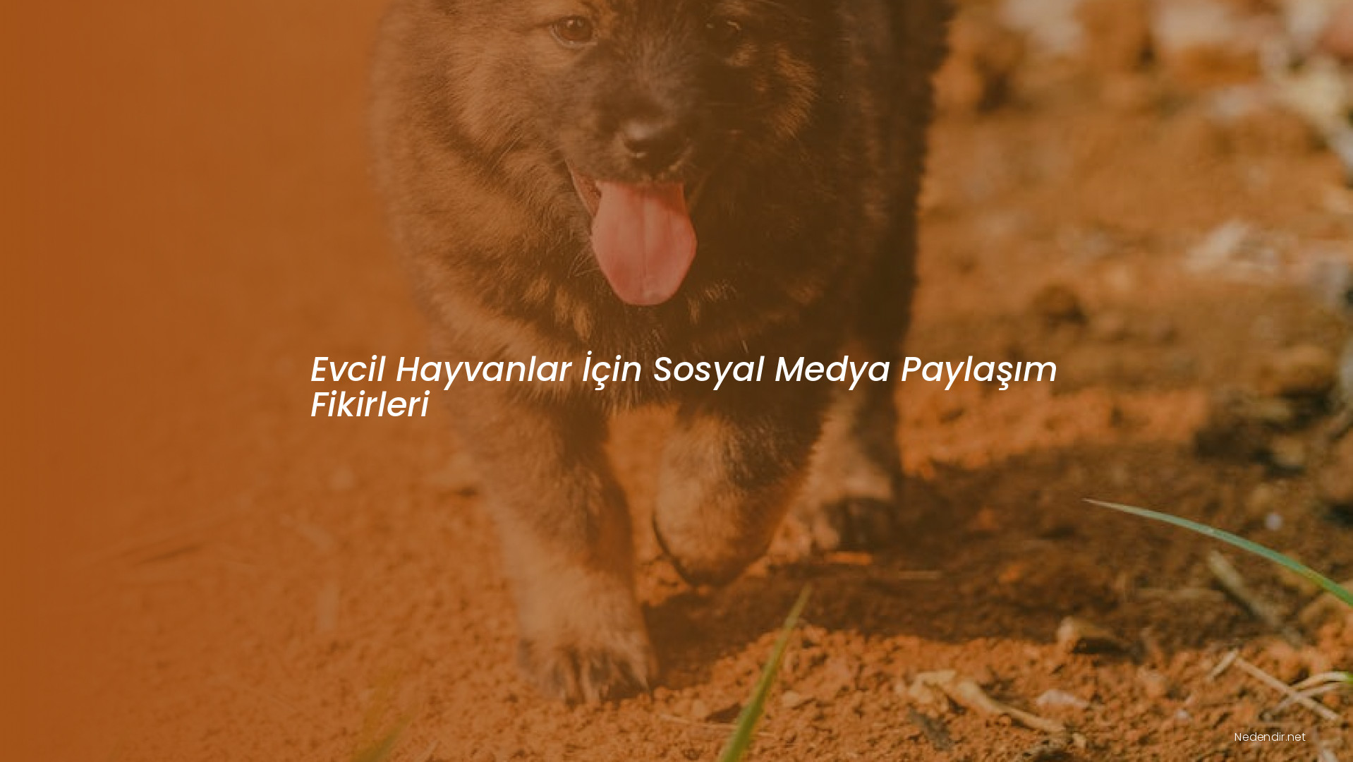 Evcil Hayvanlar İçin Sosyal Medya Paylaşım Fikirleri Evcil Hayvanlar İçin Sosyal Medya Paylaşım Fikirleri