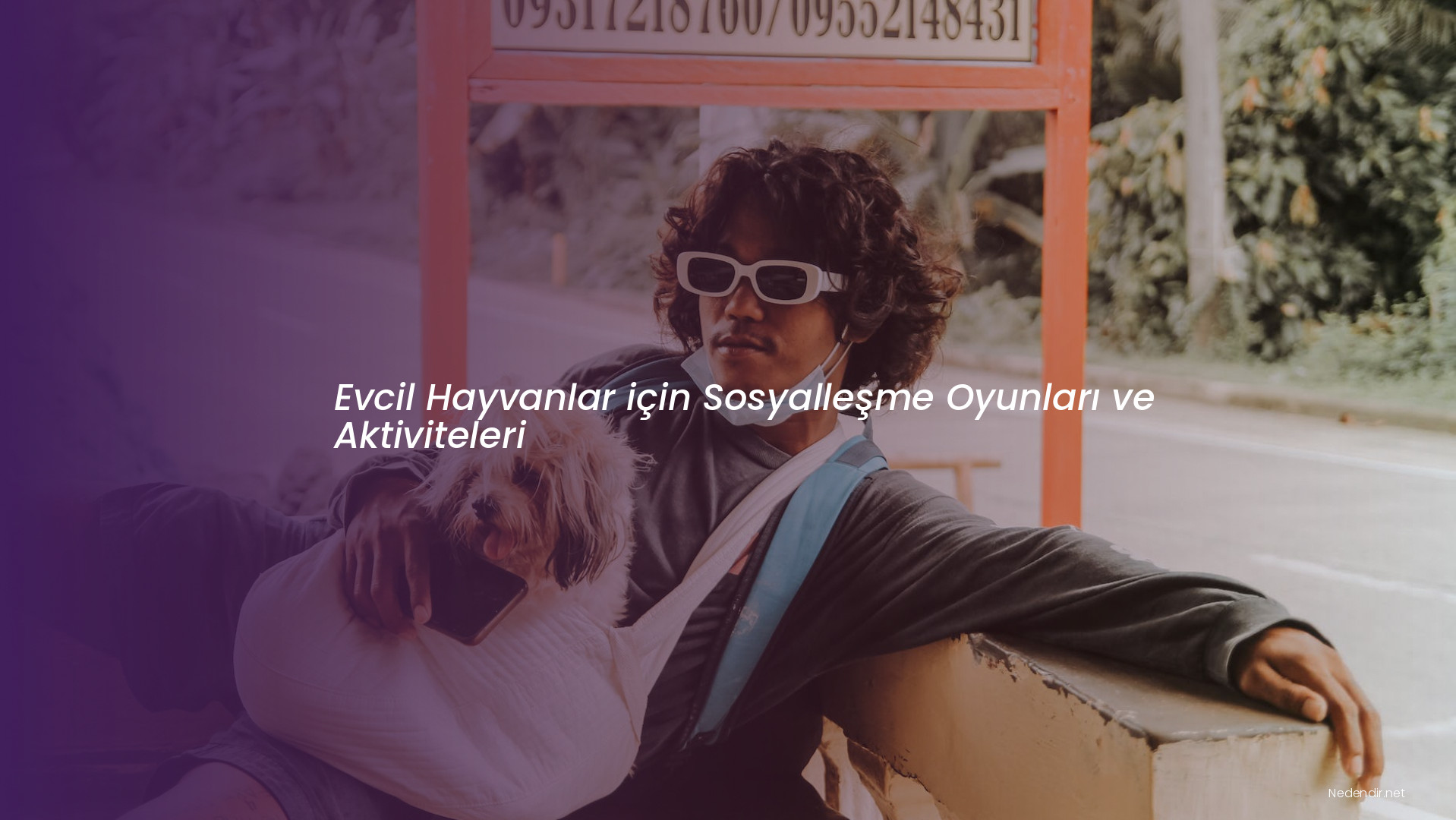 Evcil Hayvanlar için Sosyalleşme Oyunları ve Aktiviteleri