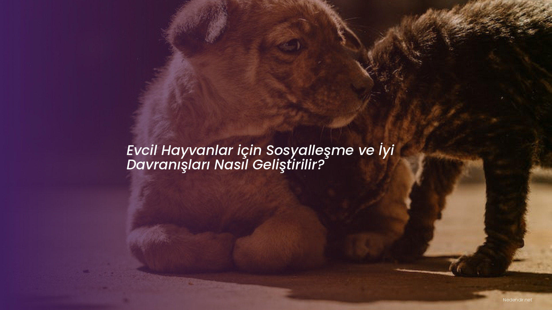 Evcil Hayvanlar için Sosyalleşme ve İyi Davranışları Nasıl Geliştirilir?