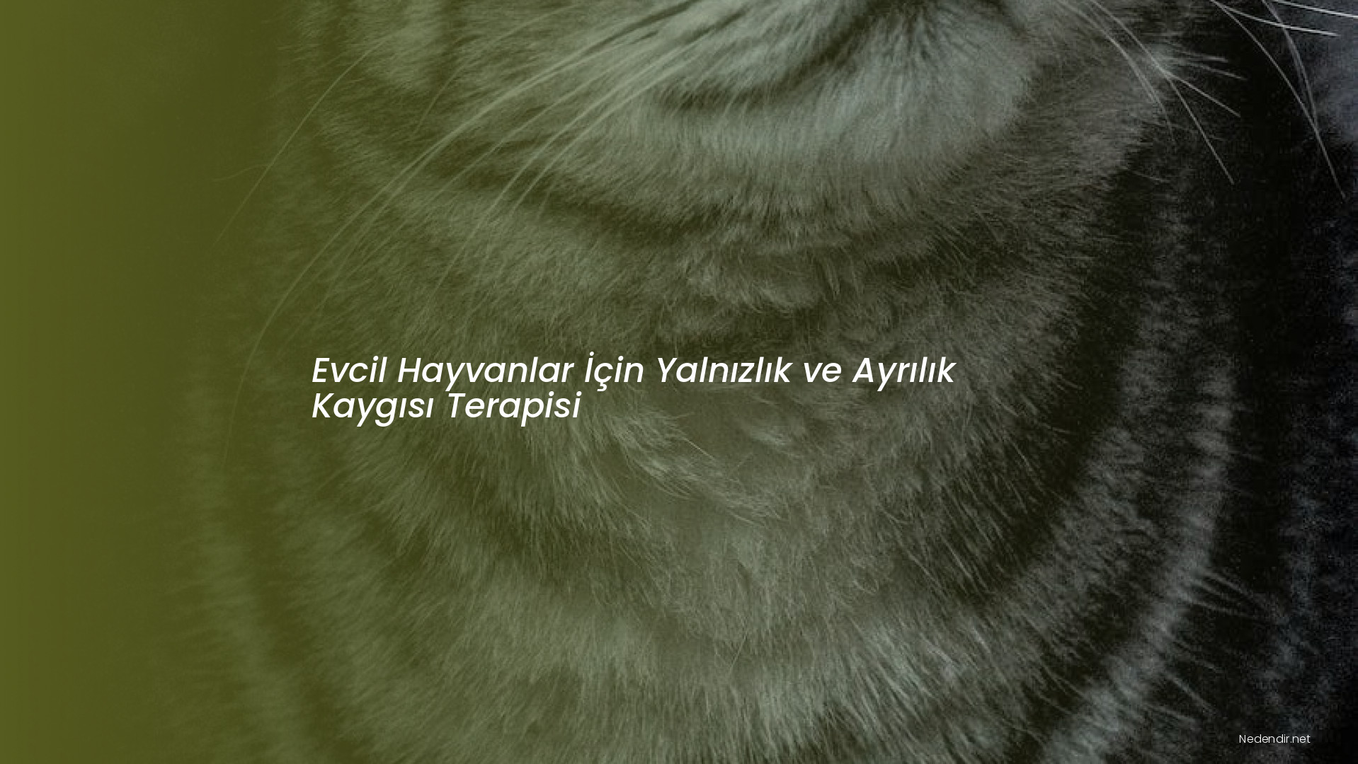 Evcil Hayvanlar İçin Yalnızlık ve Ayrılık Kaygısı Terapisi