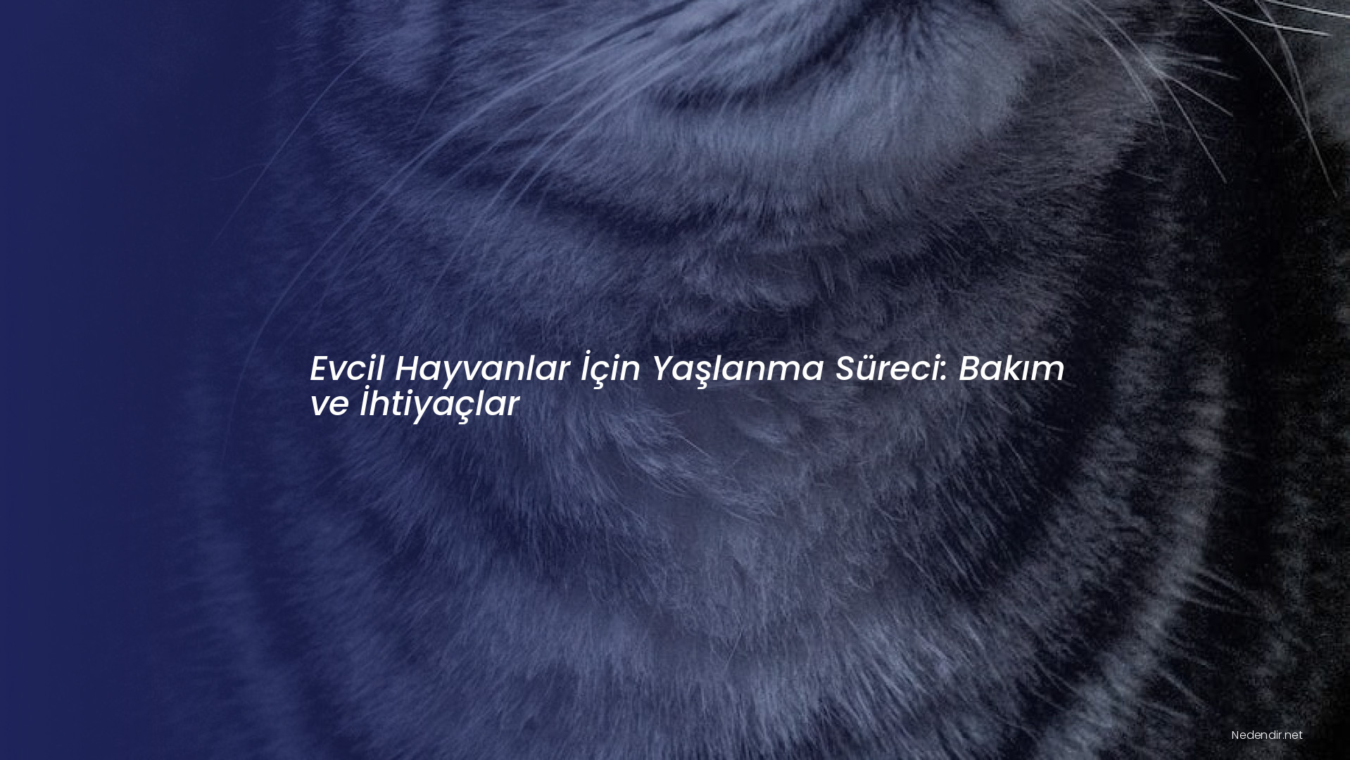 Evcil Hayvanlar İçin Yaşlanma Süreci: Bakım ve İhtiyaçlar