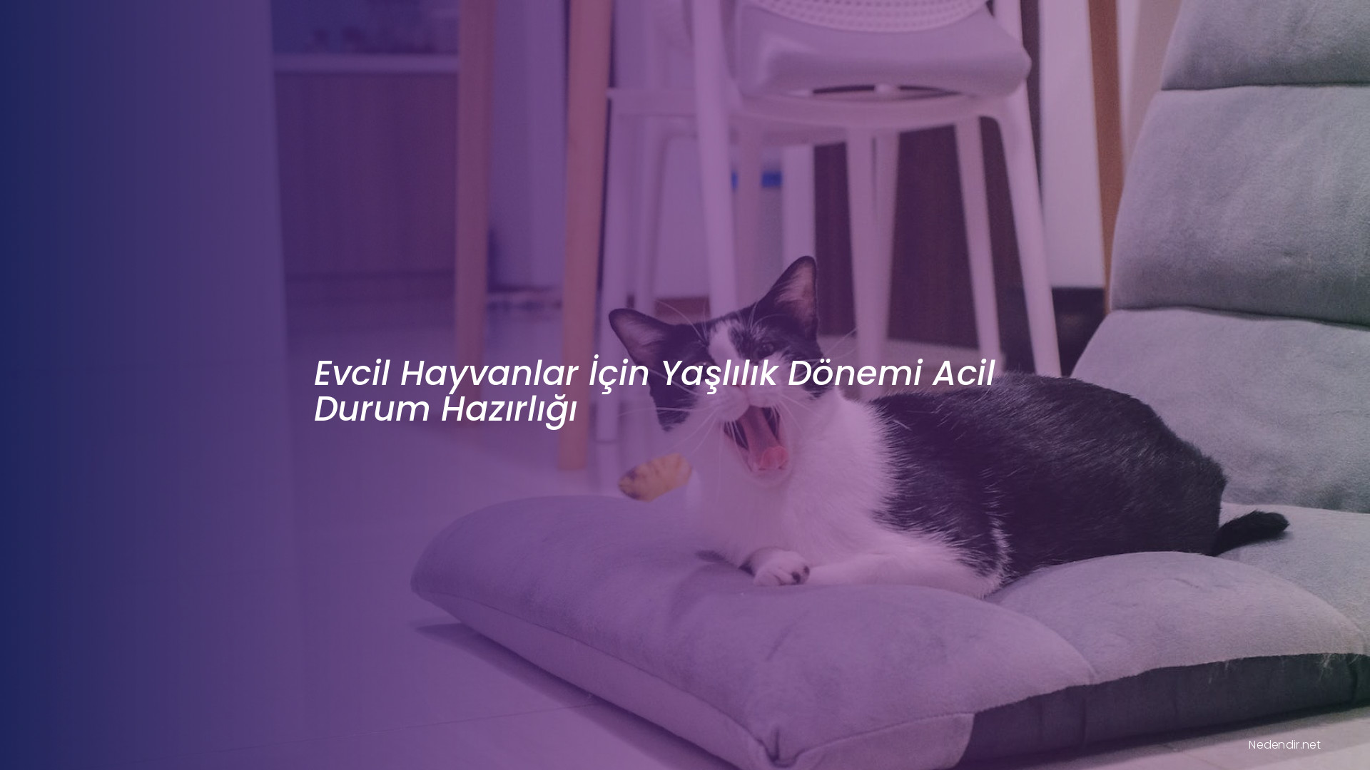 Evcil Hayvanlar İçin Yaşlılık Dönemi Acil Durum Hazırlığı