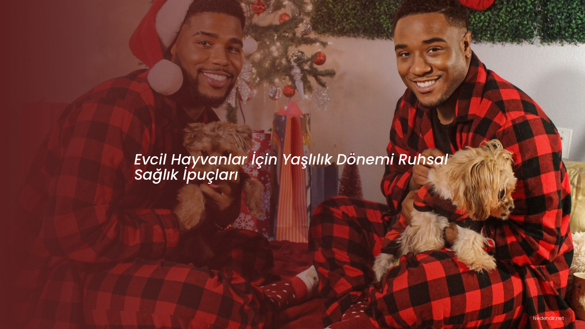 Evcil Hayvanlar İçin Yaşlılık Dönemi Ruhsal Sağlık İpuçları