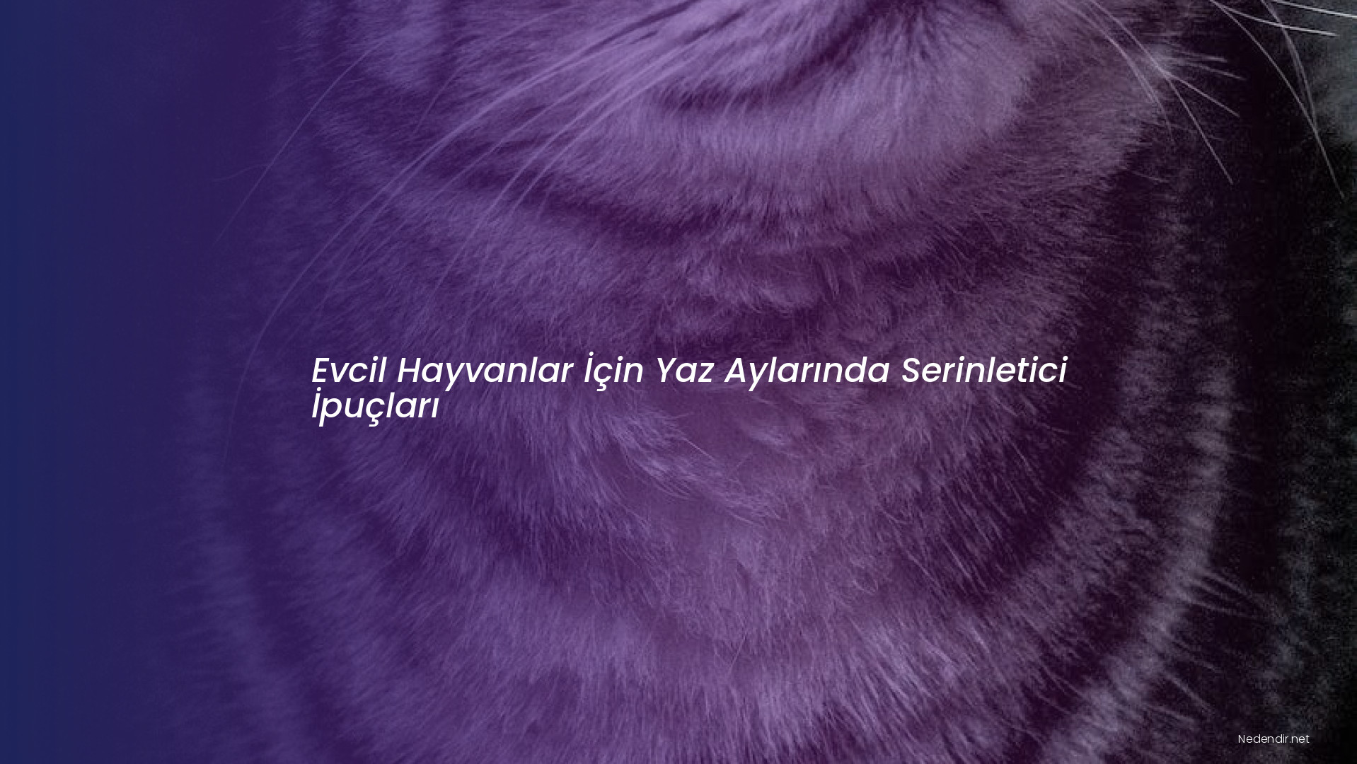 Evcil Hayvanlar İçin Yaz Aylarında Serinletici İpuçları