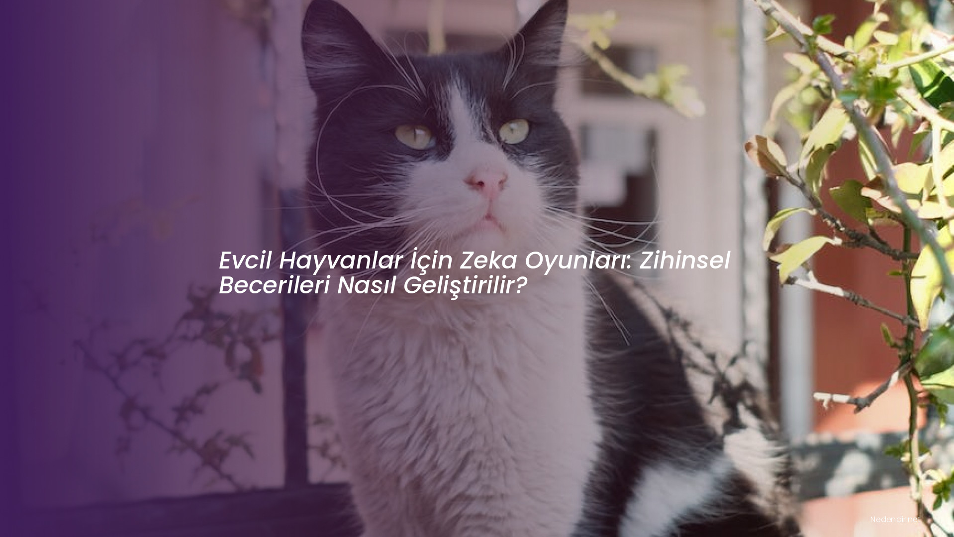 Evcil Hayvanlar İçin Zeka Oyunları: Zihinsel Becerileri Nasıl Geliştirilir?