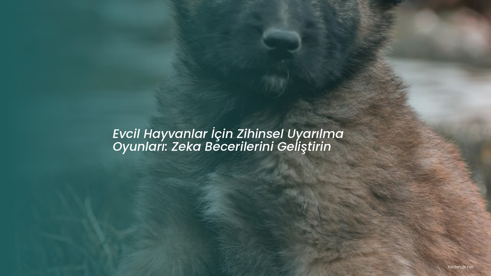 Evcil Hayvanlar İçin Zihinsel Uyarılma Oyunları: Zeka Becerilerini Geliştirin