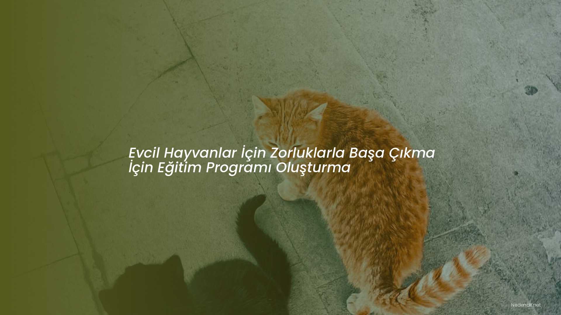 Evcil Hayvanlar İçin Zorluklarla Başa Çıkma İçin Eğitim Programı Oluşturma