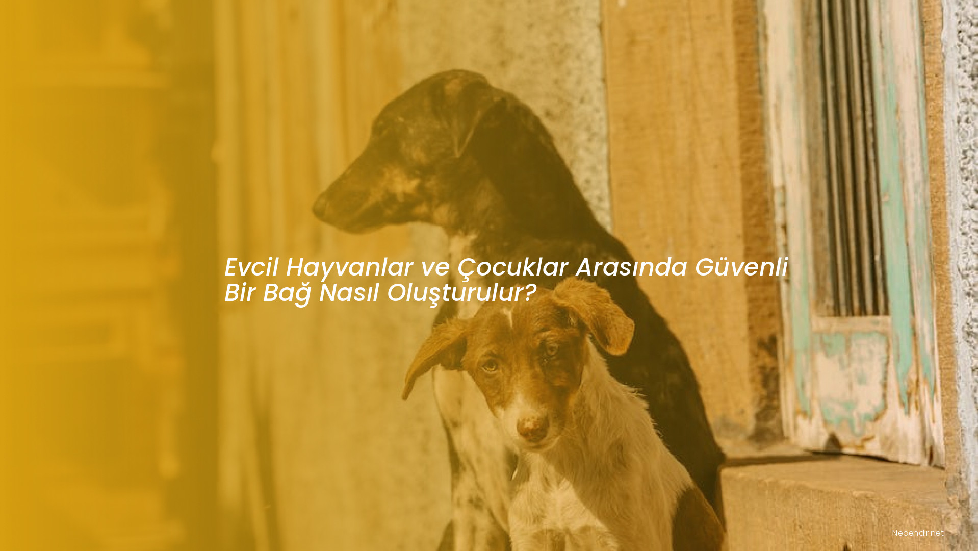 Evcil Hayvanlar ve Çocuklar Arasında Güvenli Bir Bağ Nasıl Oluşturulur?