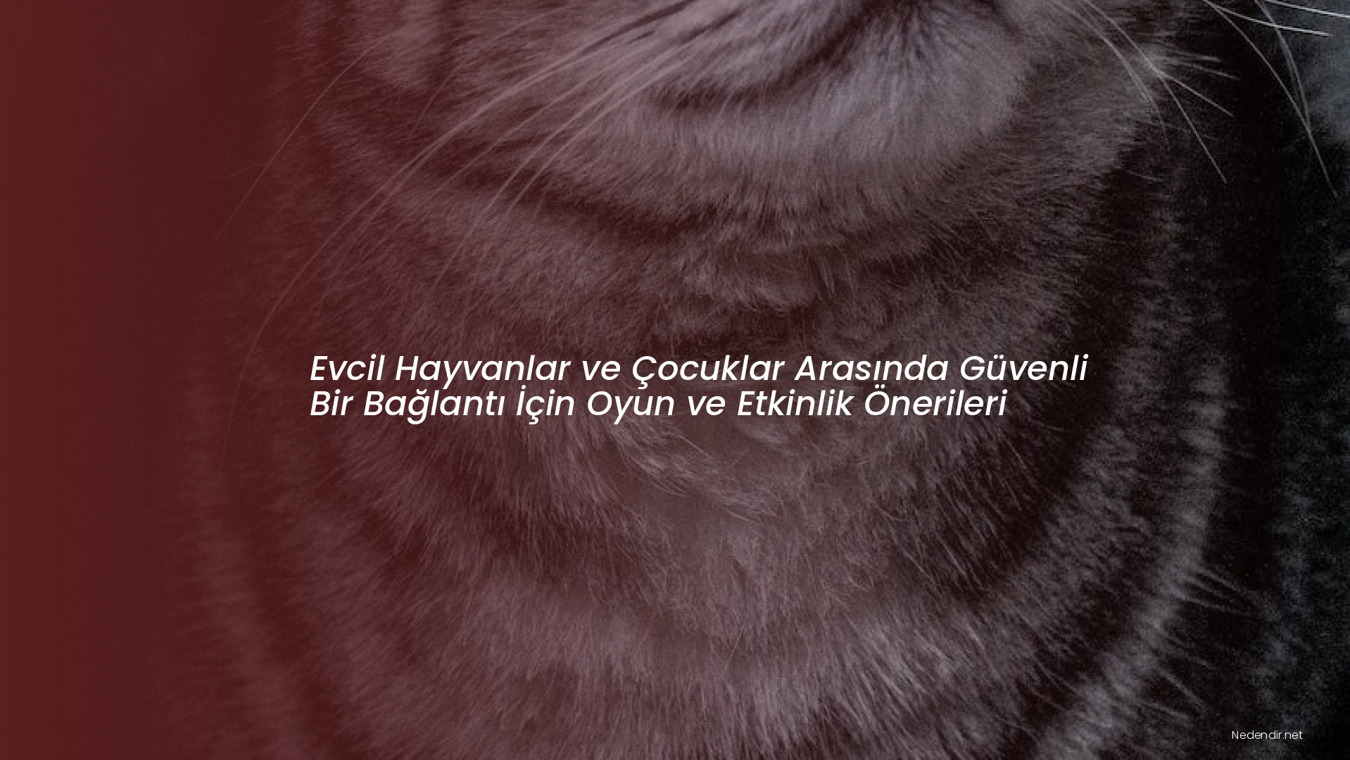 Evcil Hayvanlar ve Çocuklar Arasında Güvenli Bir Bağlantı İçin Oyun ve Etkinlik Önerileri