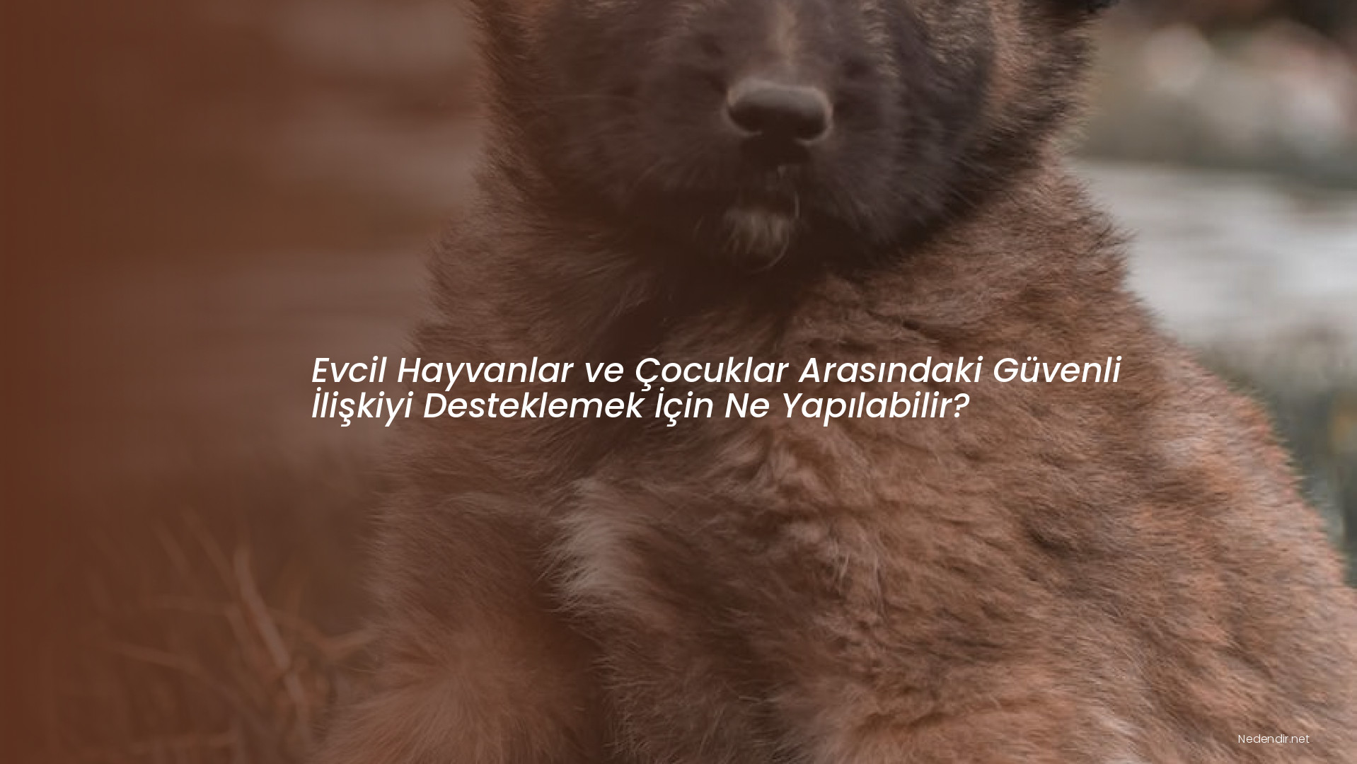 Evcil Hayvanlar ve Çocuklar Arasındaki Güvenli İlişkiyi Desteklemek İçin Ne Yapılabilir?