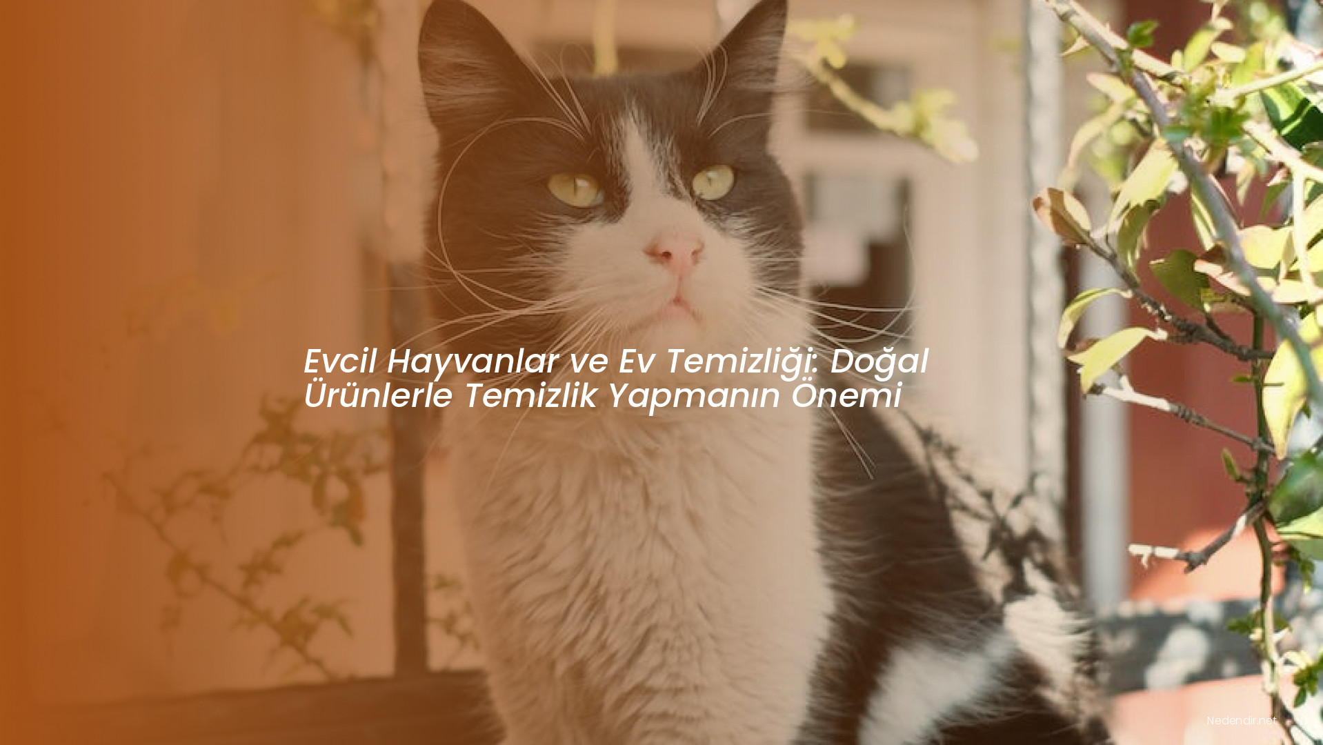 Evcil Hayvanlar ve Ev Temizliği: Doğal Ürünlerle Temizlik Yapmanın Önemi
