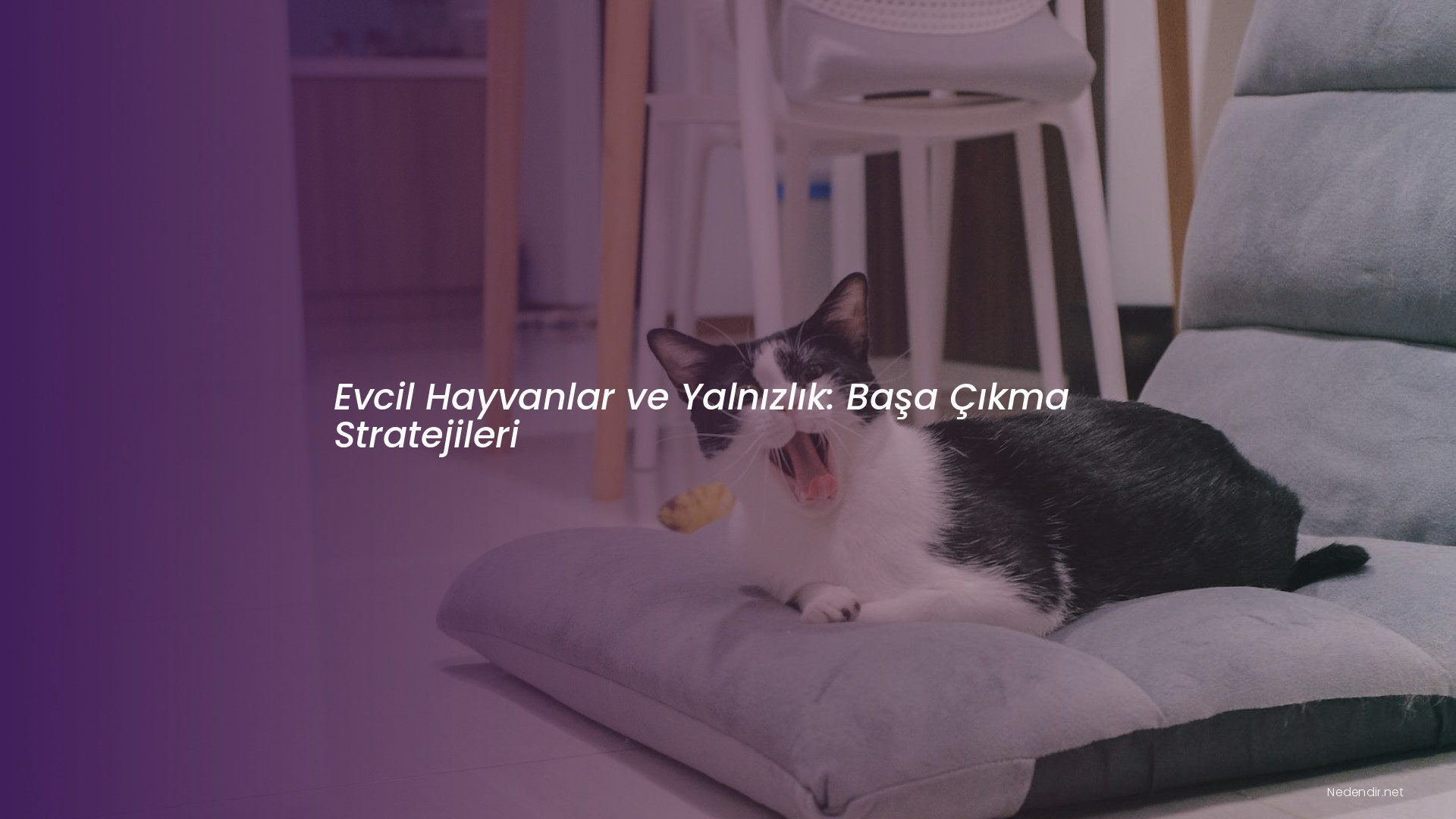 Evcil Hayvanlar ve Yalnızlık: Başa Çıkma Stratejileri