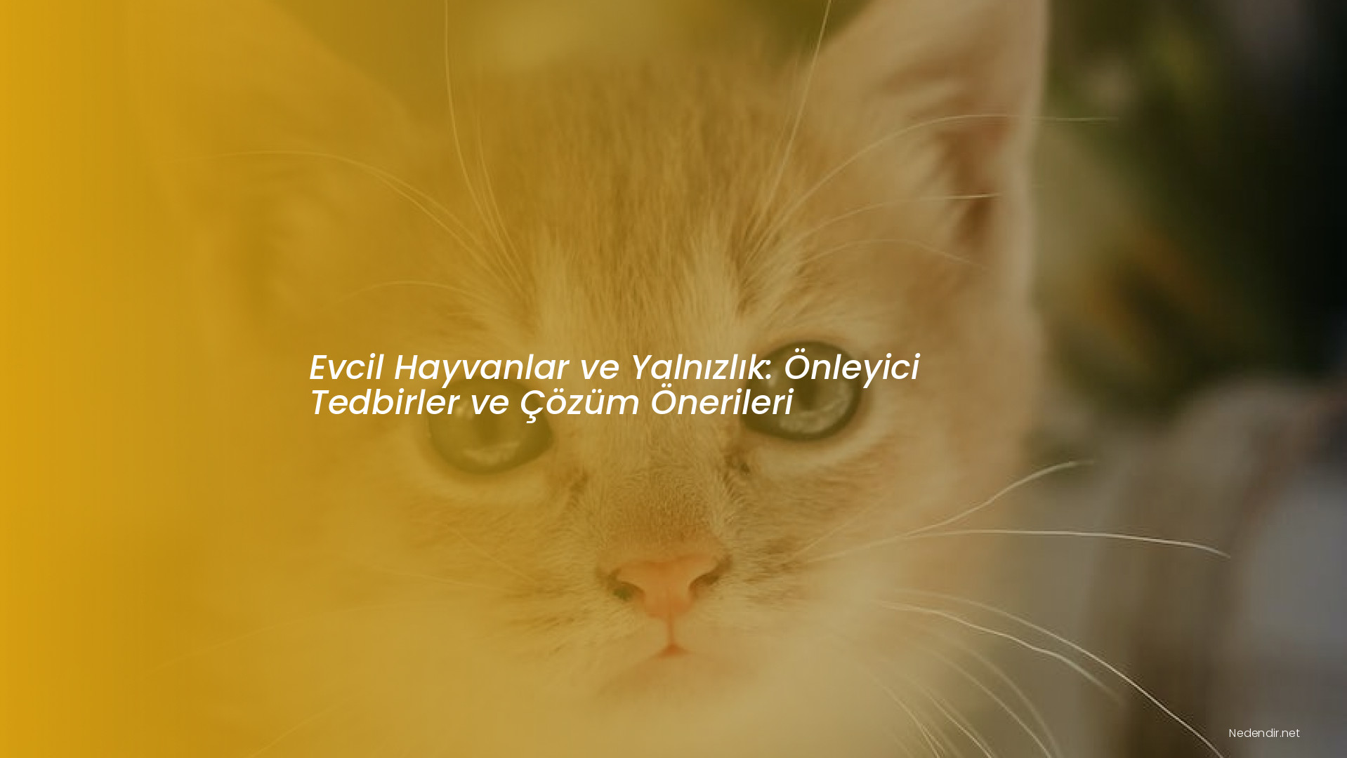 Evcil Hayvanlar ve Yalnızlık: Önleyici Tedbirler ve Çözüm Önerileri