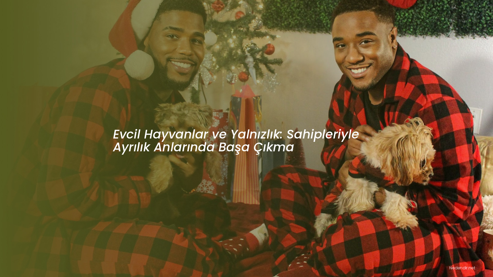 Evcil Hayvanlar ve Yalnızlık: Sahipleriyle Ayrılık Anlarında Başa Çıkma