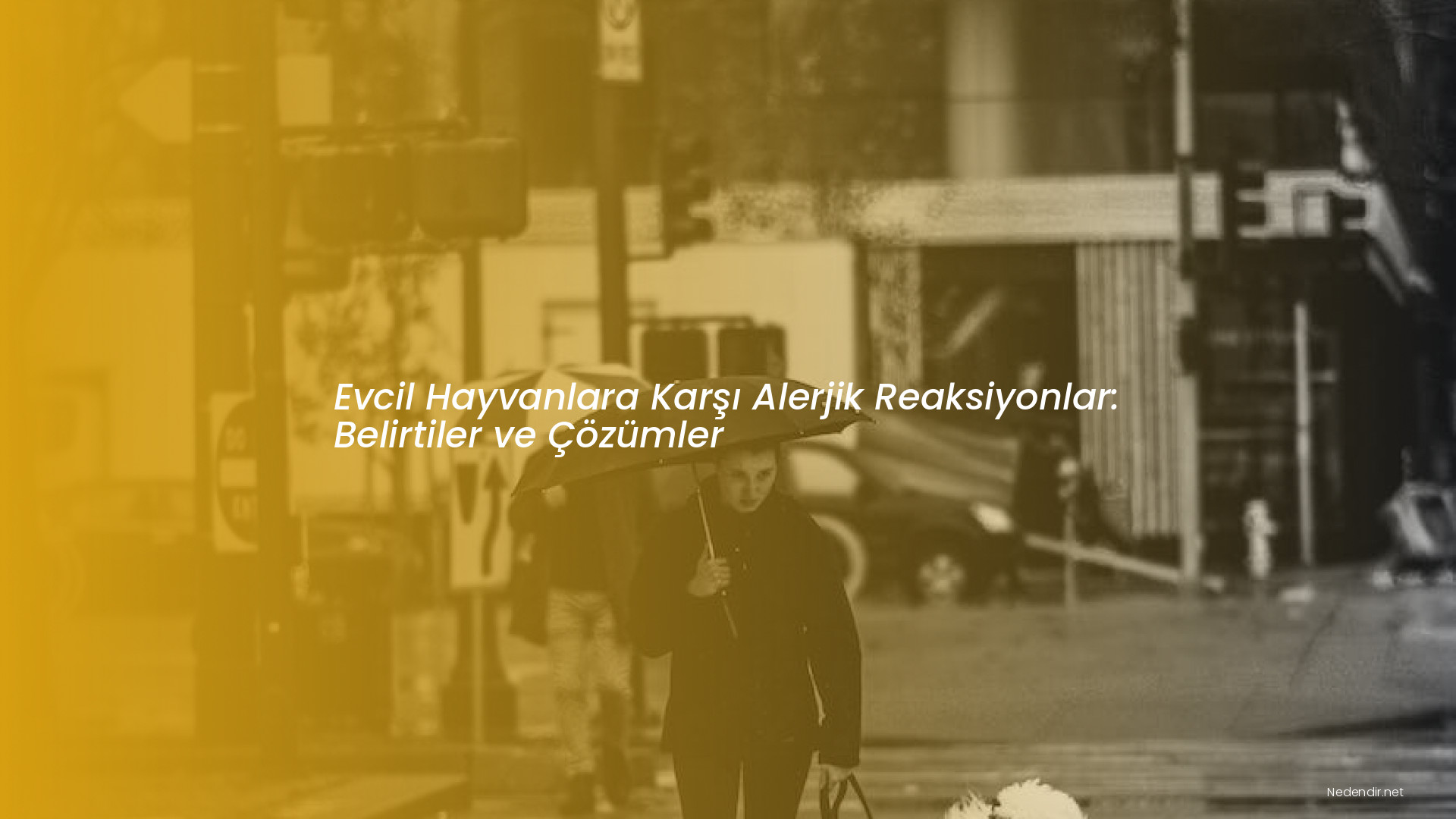 Evcil Hayvanlara Karşı Alerjik Reaksiyonlar: Belirtiler ve Çözümler