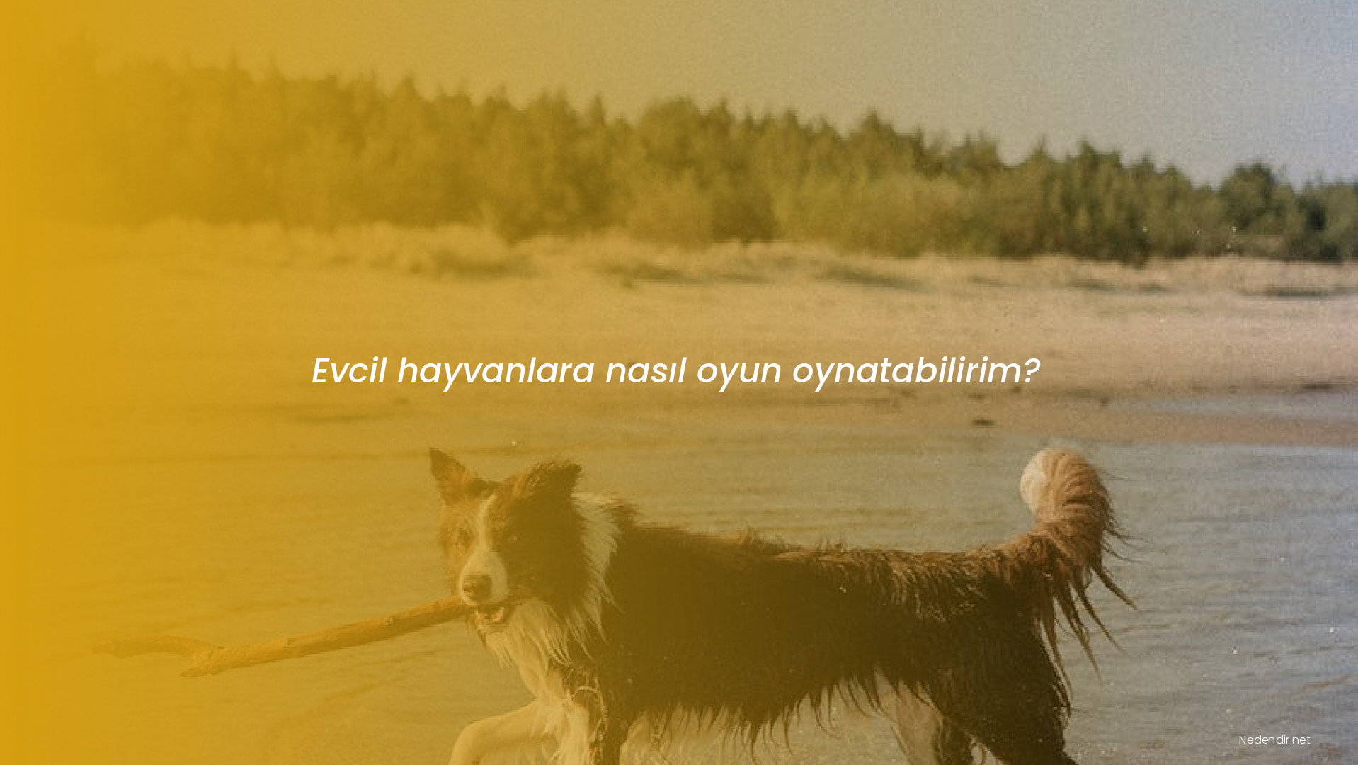 Evcil hayvanlara nasıl oyun oynatabilirim?