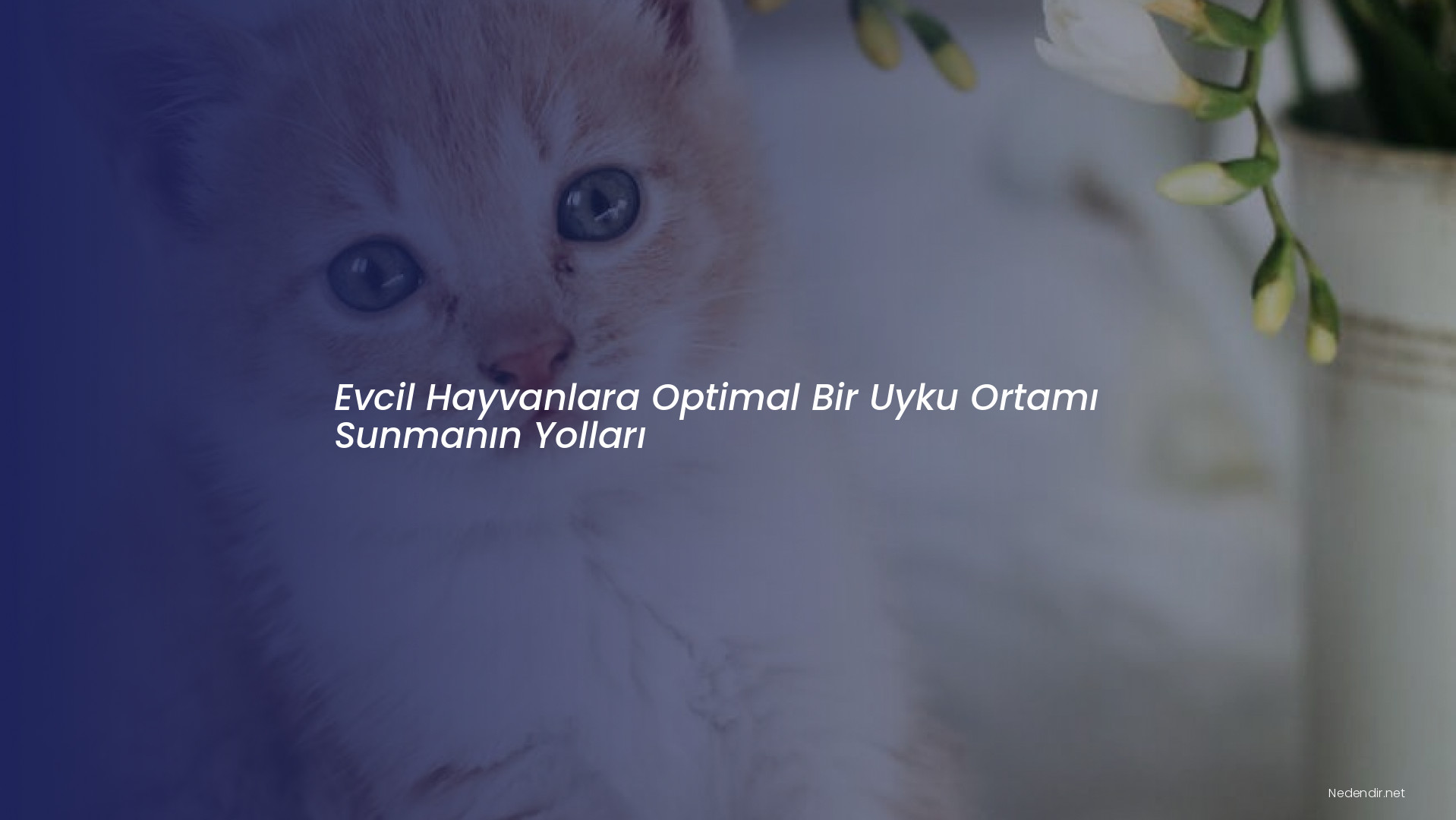 Evcil Hayvanlara Optimal Bir Uyku Ortamı Sunmanın Yolları