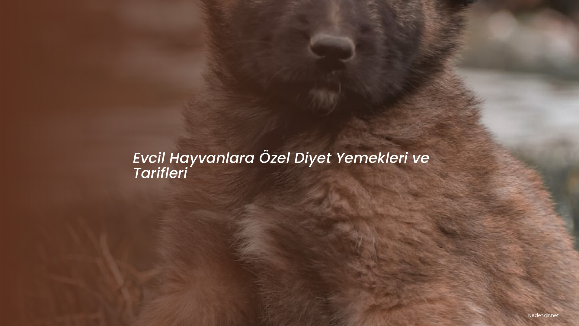 Evcil Hayvanlara Özel Diyet Yemekleri ve Tarifleri