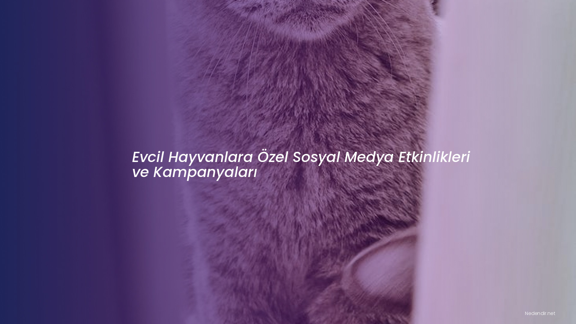 Evcil Hayvanlara Özel Sosyal Medya Etkinlikleri ve Kampanyaları Evcil Hayvanlara Özel Sosyal Medya Etkinlikleri ve Kampanyaları
