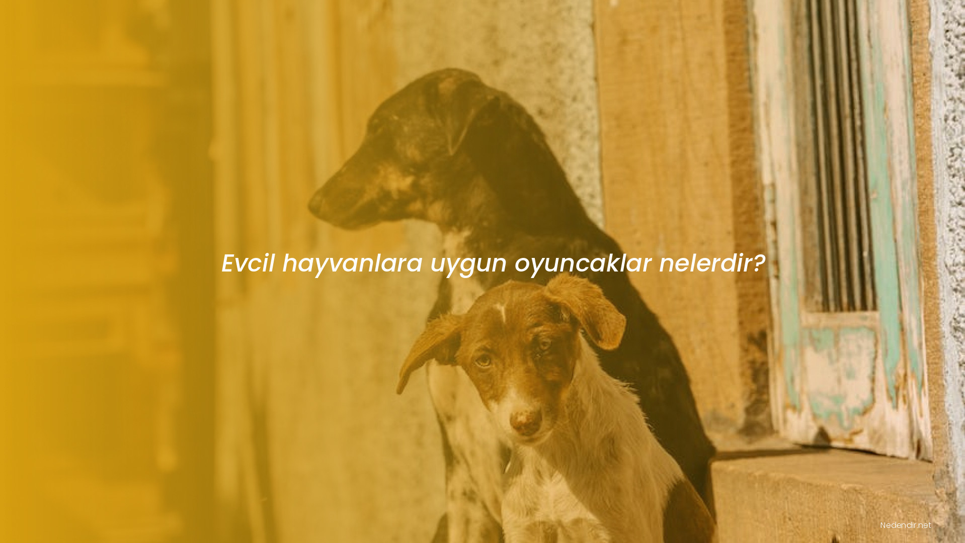 Evcil hayvanlara uygun oyuncaklar nelerdir?
