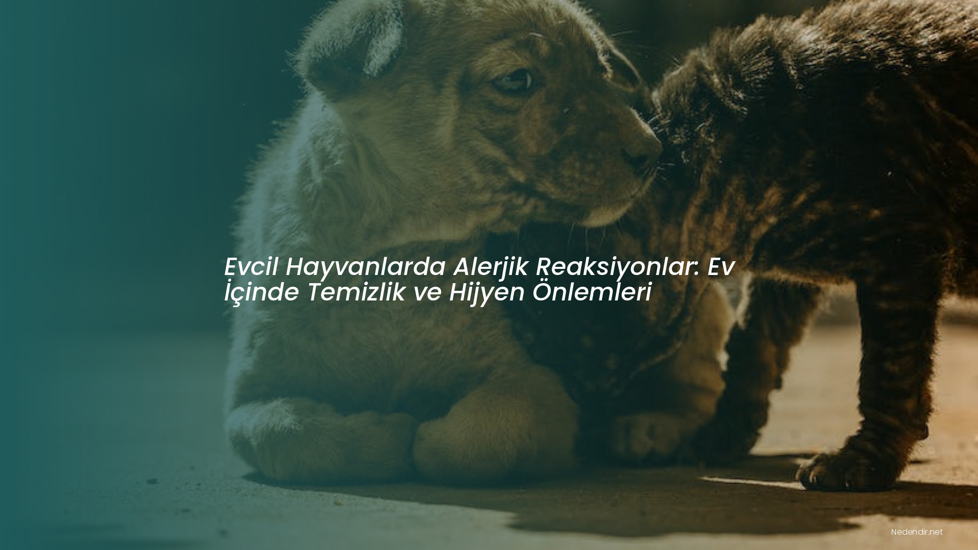 Evcil Hayvanlarda Alerjik Reaksiyonlar: Ev İçinde Temizlik ve Hijyen Önlemleri