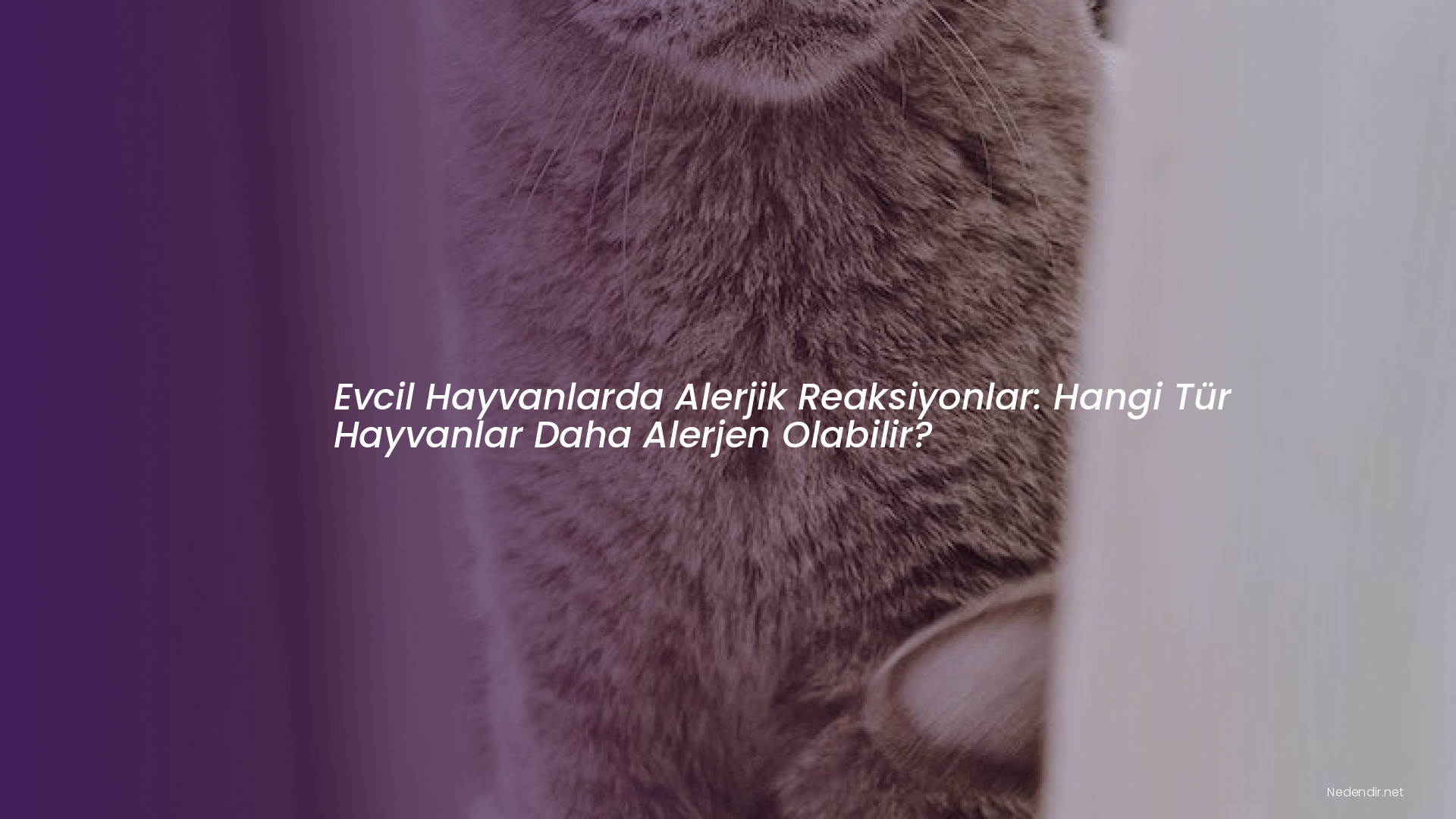 Evcil Hayvanlarda Alerjik Reaksiyonlar: Hangi Tür Hayvanlar Daha Alerjen Olabilir?