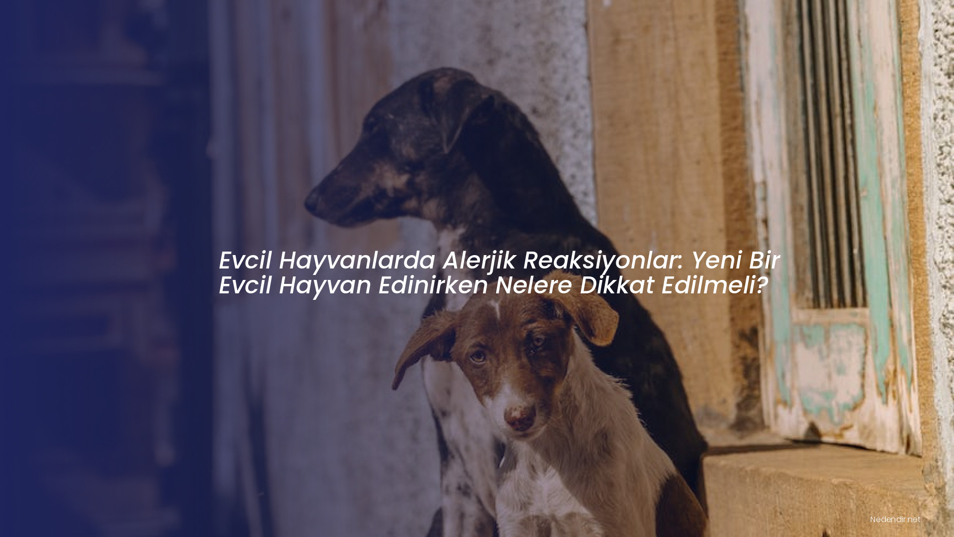 Evcil Hayvanlarda Alerjik Reaksiyonlar: Yeni Bir Evcil Hayvan Edinirken Nelere Dikkat Edilmeli?