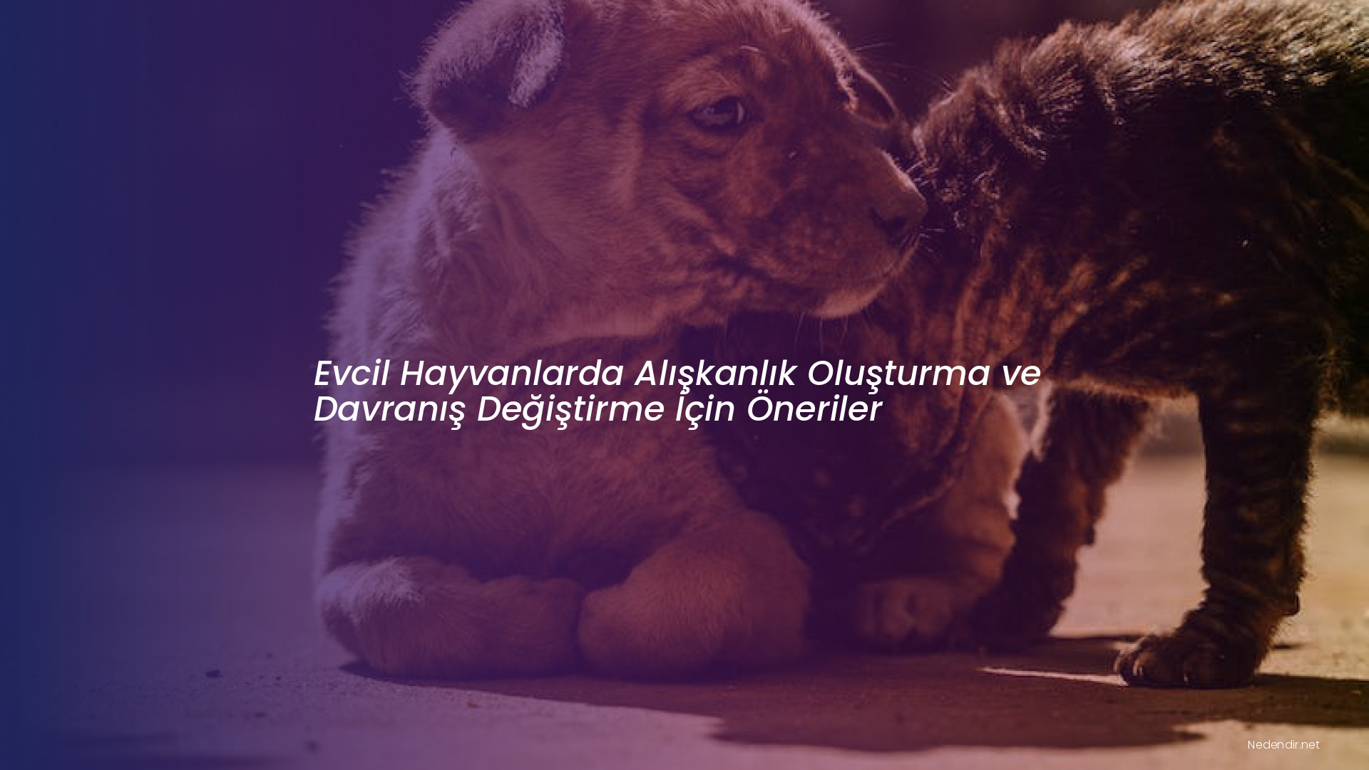 Evcil Hayvanlarda Alışkanlık Oluşturma ve Davranış Değiştirme İçin Öneriler