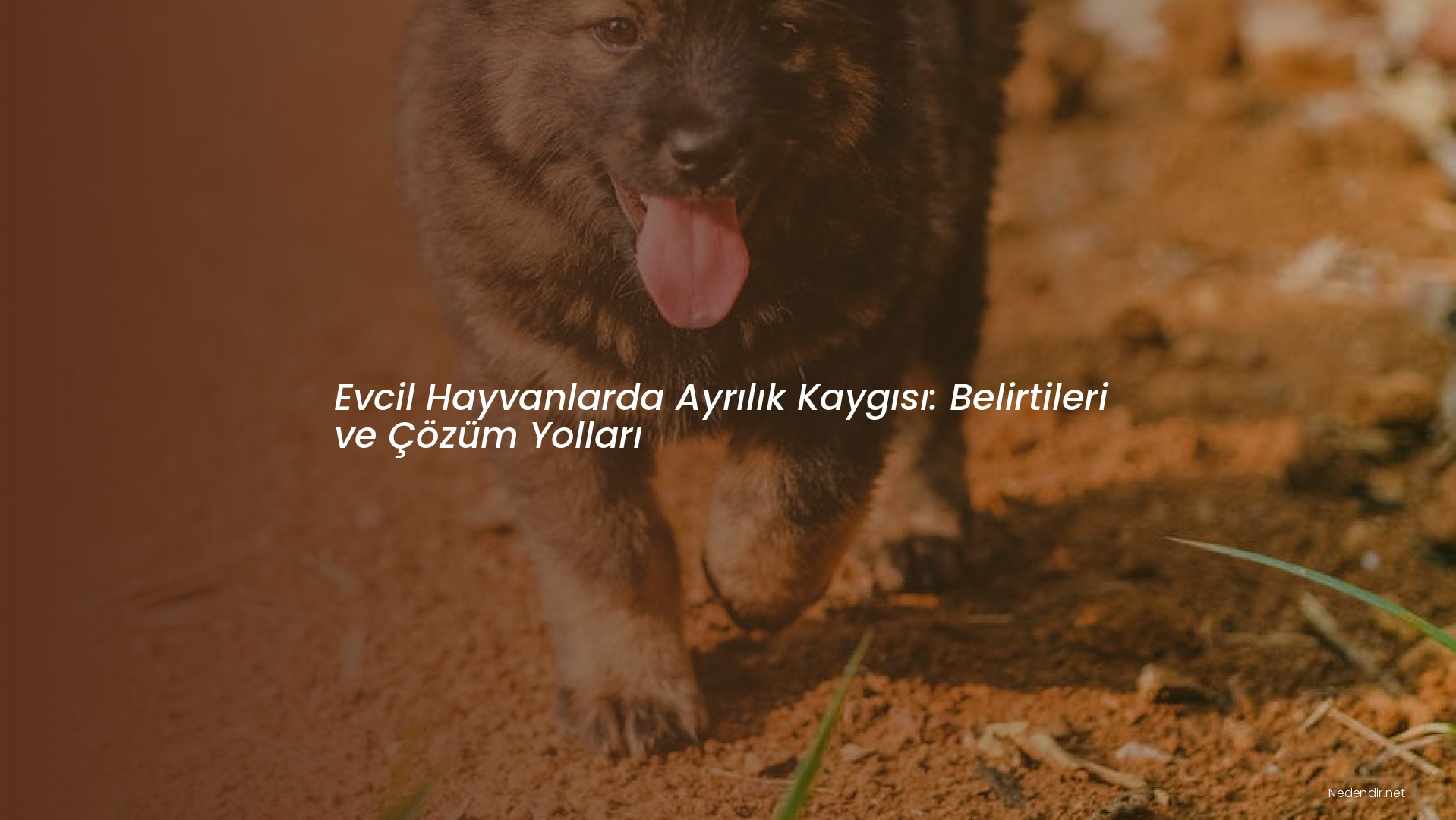 Evcil Hayvanlarda Ayrılık Kaygısı: Belirtileri ve Çözüm Yolları