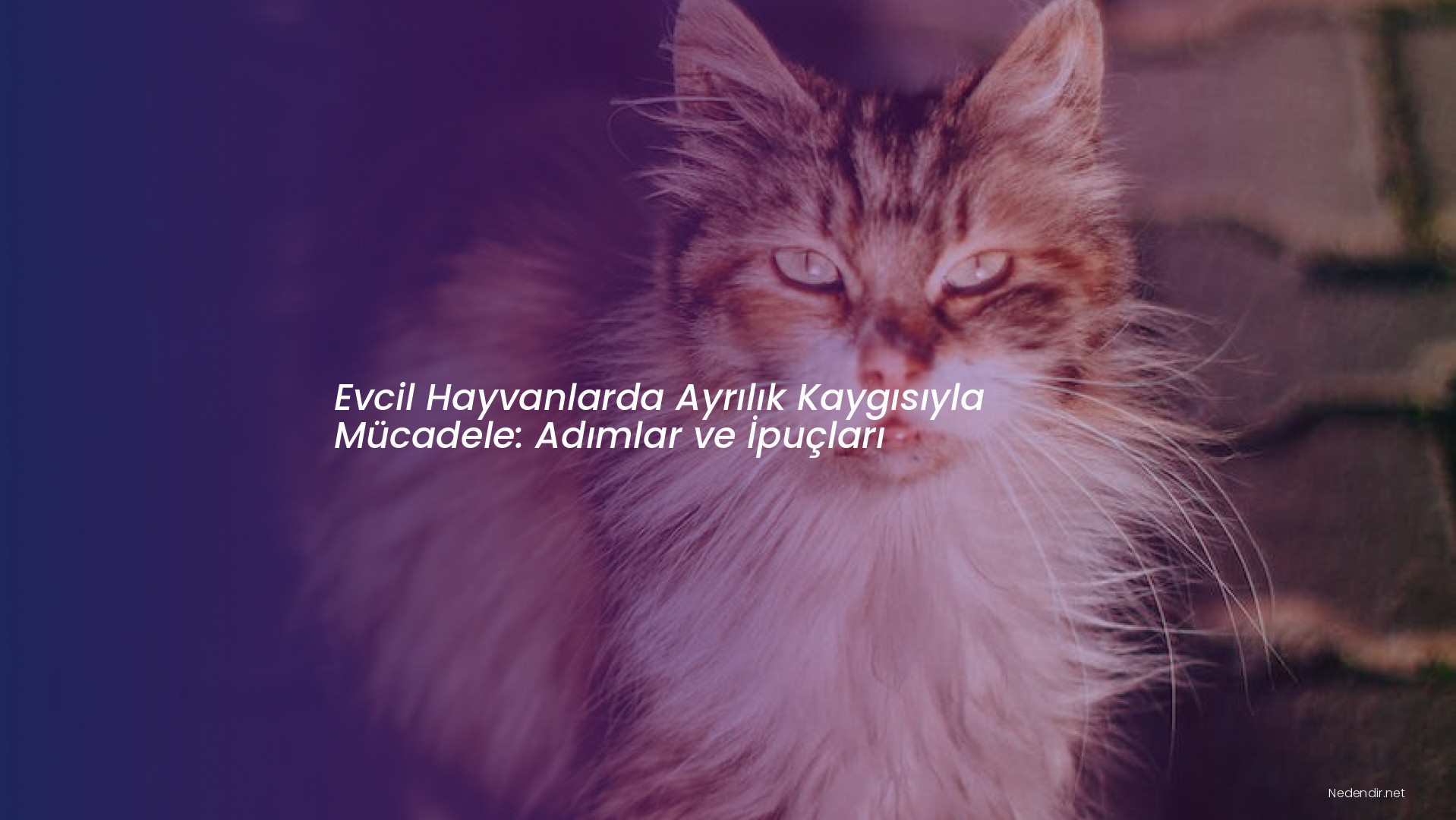 Evcil Hayvanlarda Ayrılık Kaygısıyla Mücadele: Adımlar ve İpuçları
